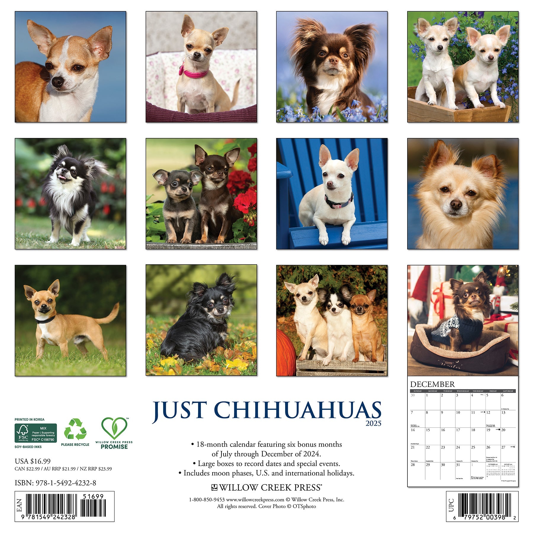 2025 Chihuahuas - Square Wall Calendar