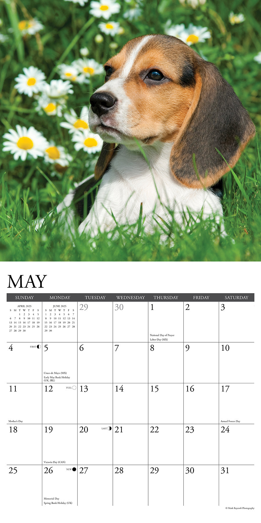 2025 Beagle Puppies - Square Wall Calendar