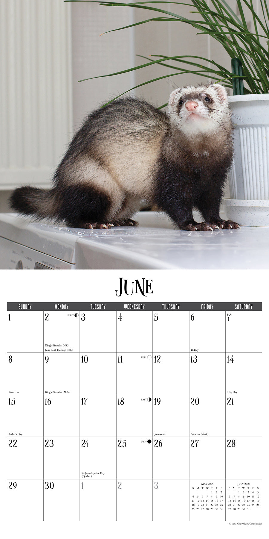 2025 Ferrets - Square Wall Calendar