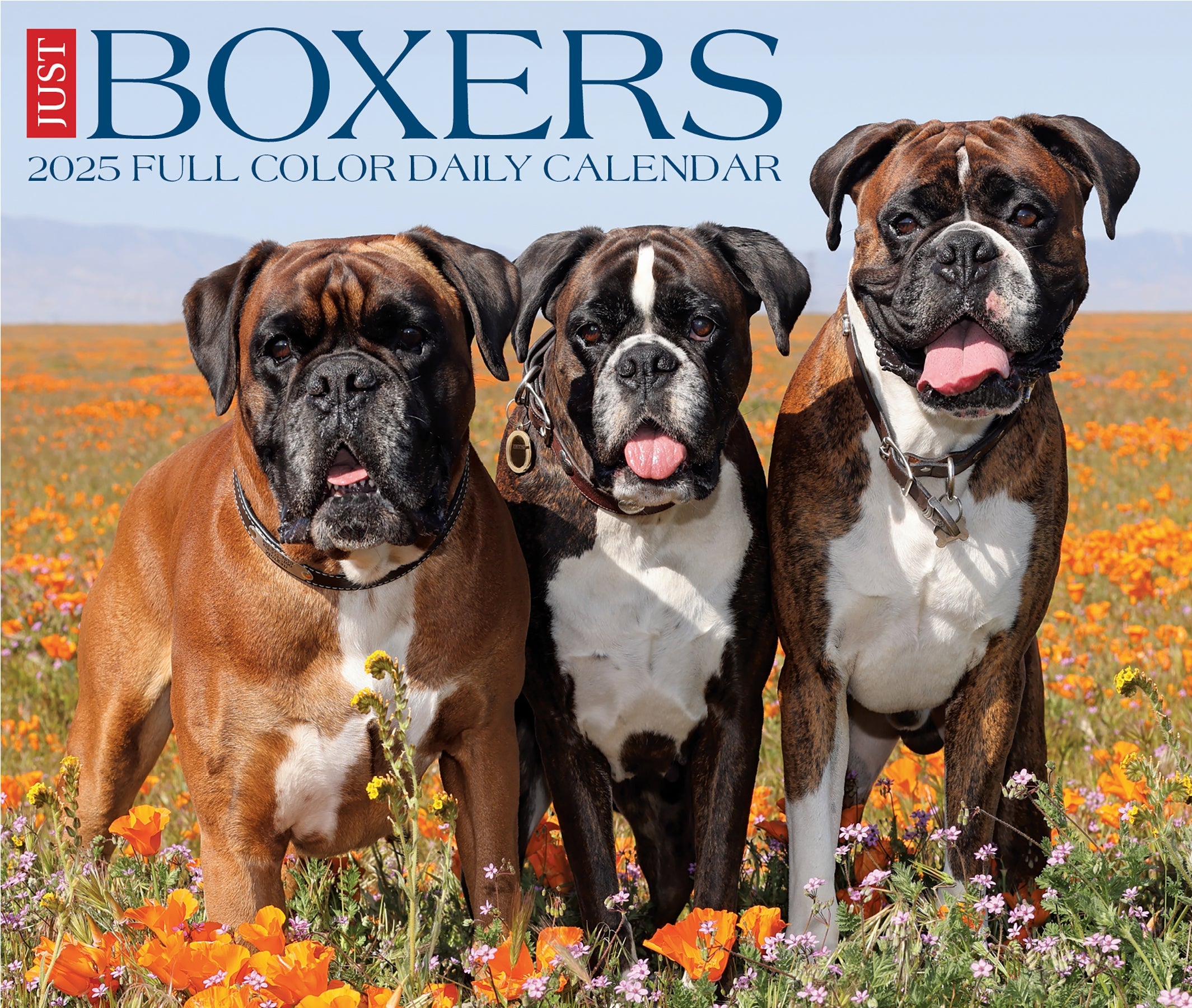 2025 Boxers - Daily Boxed Page-A-Day Calendar