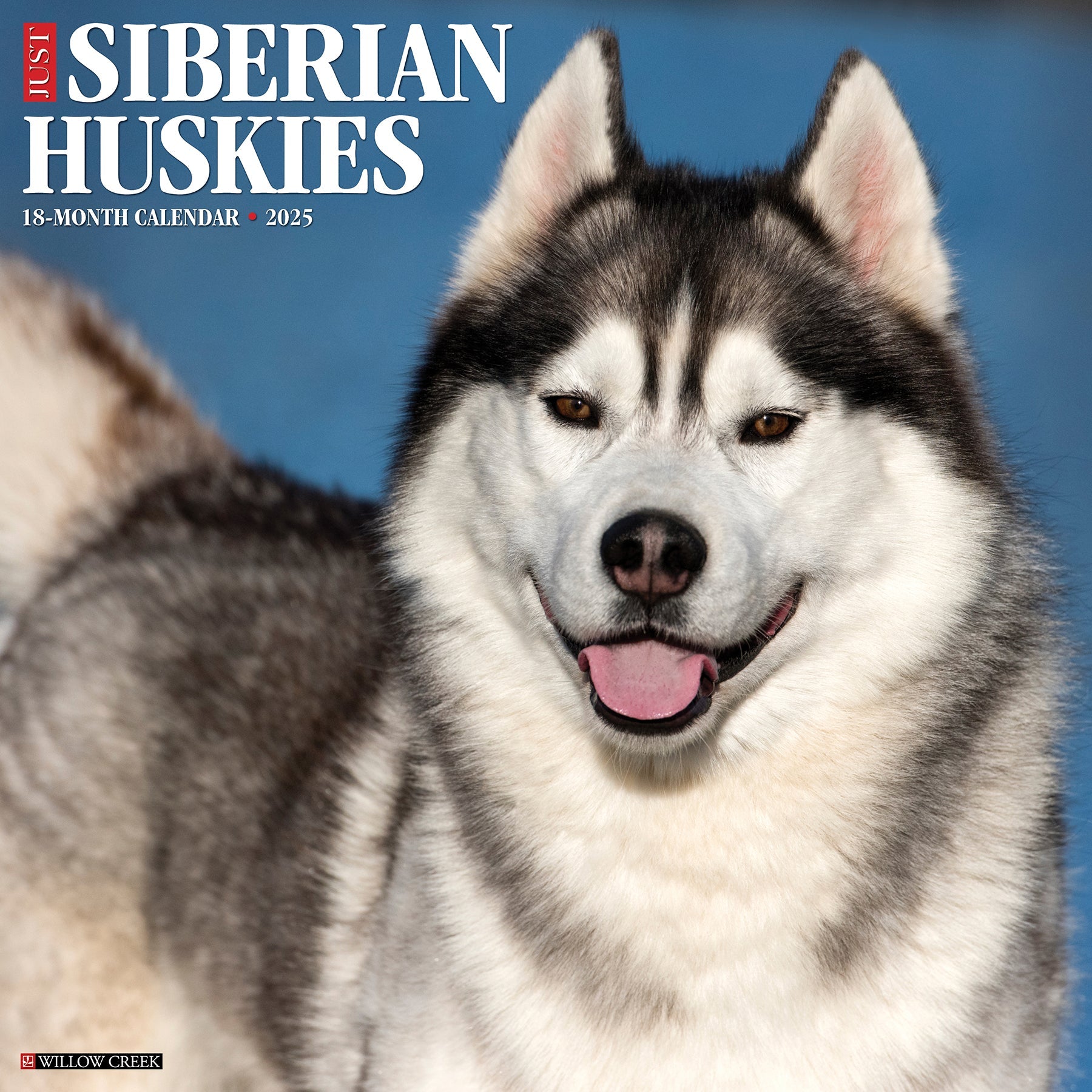 2025 Siberian Huskies - Square Wall Calendar