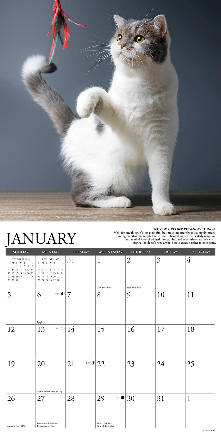 2025 Why Cats Do That - Square Wall Calendar