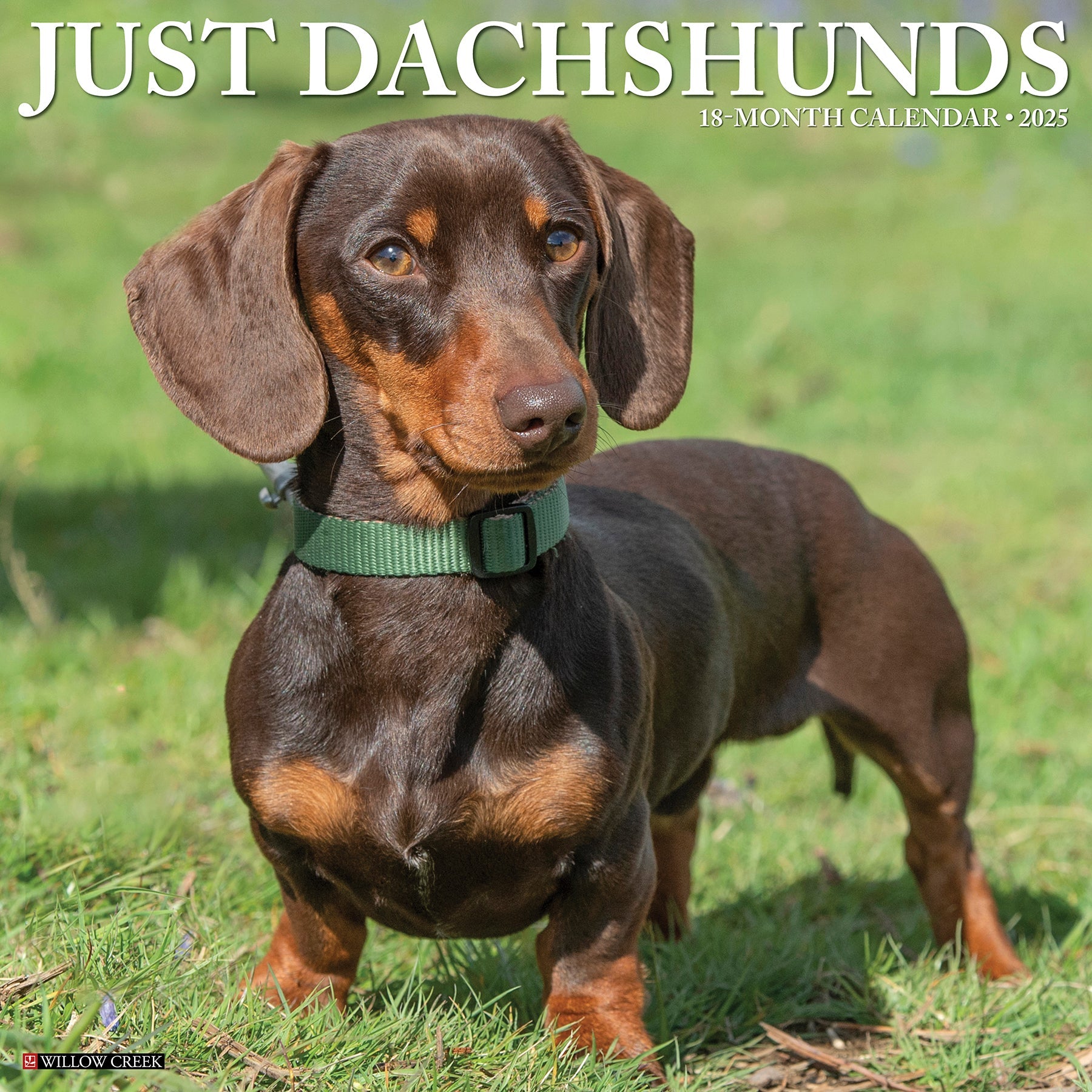 2025 Dachshunds - Square Wall Calendar