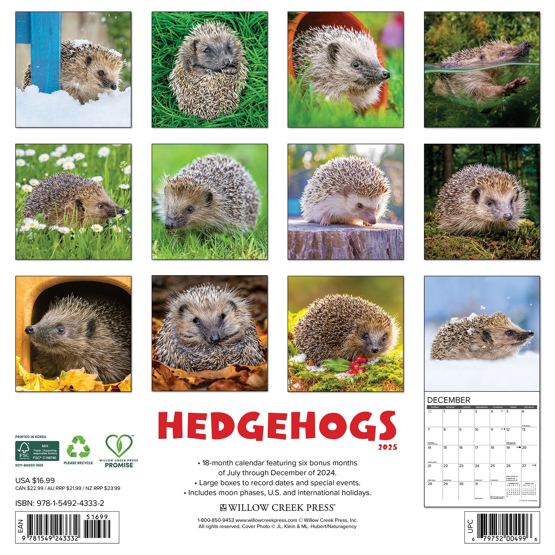 2025 Hedgehogs - Square Wall Calendar