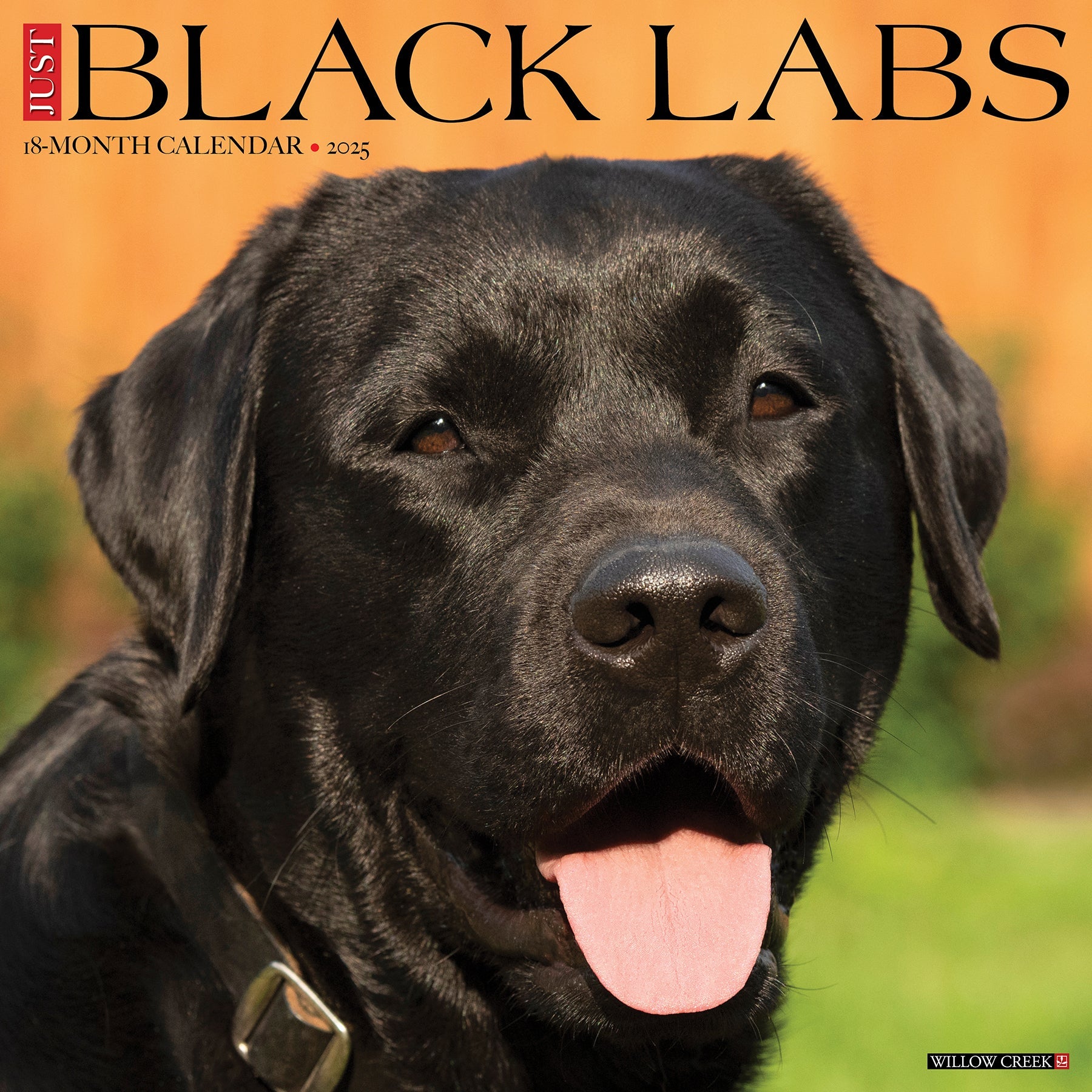 2025 Black Labs - Square Wall Calendar