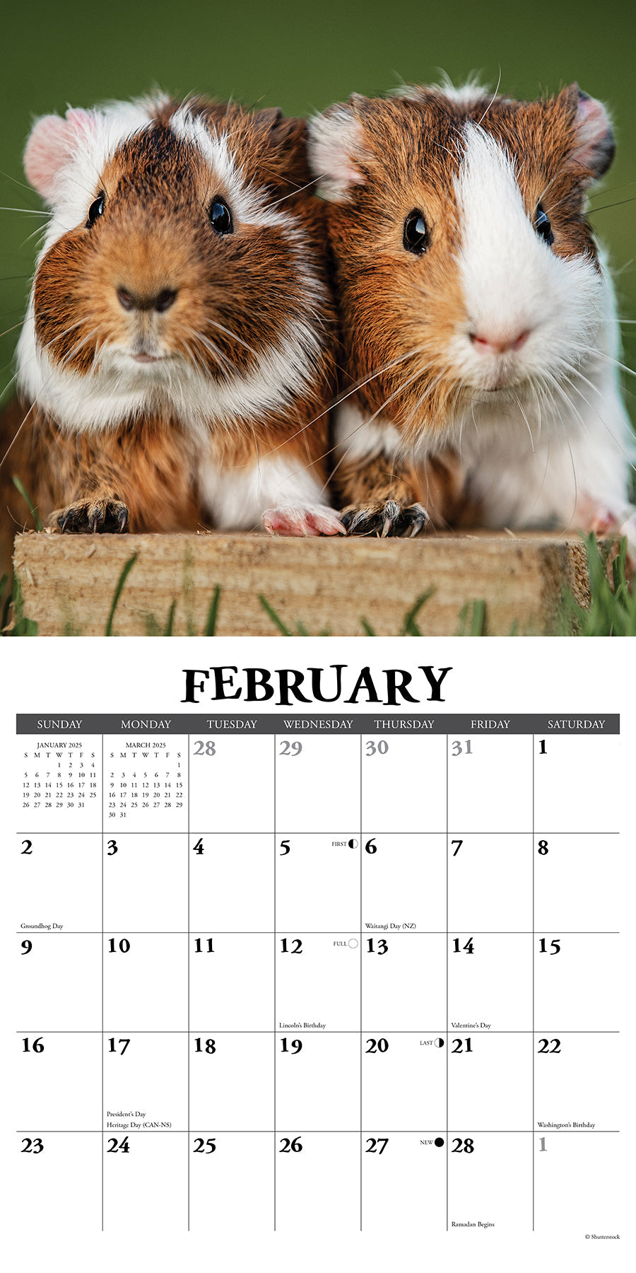 2025 Guinea Pigs - Square Wall Calendar