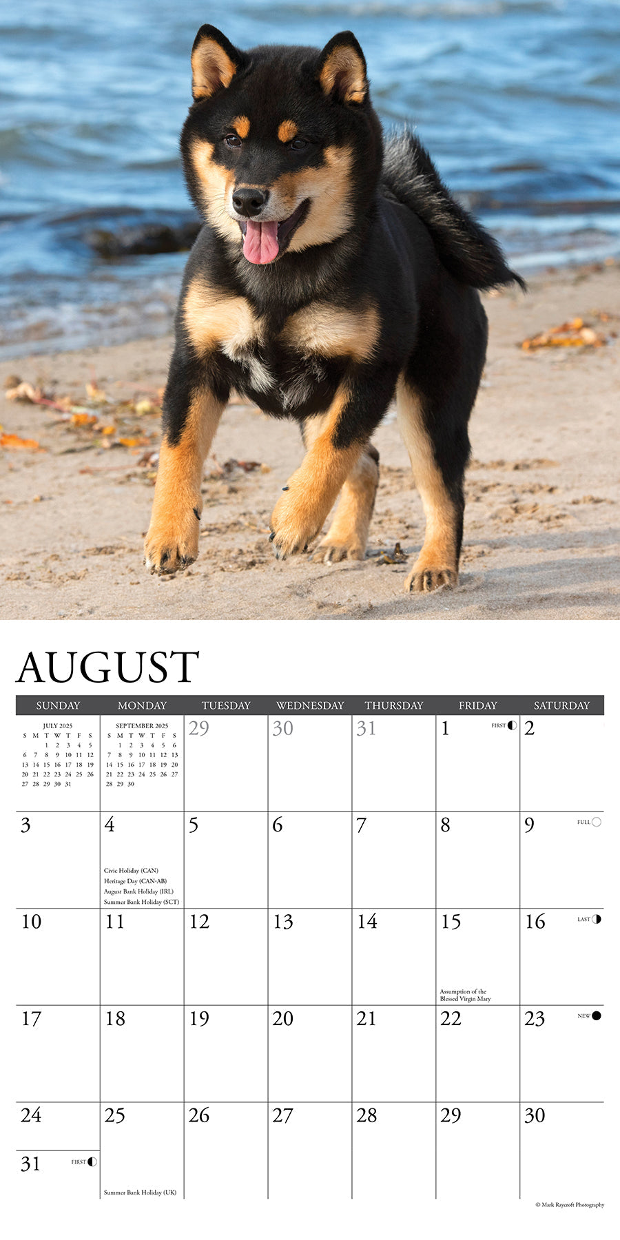 2025 Shiba Inus - Square Wall Calendar