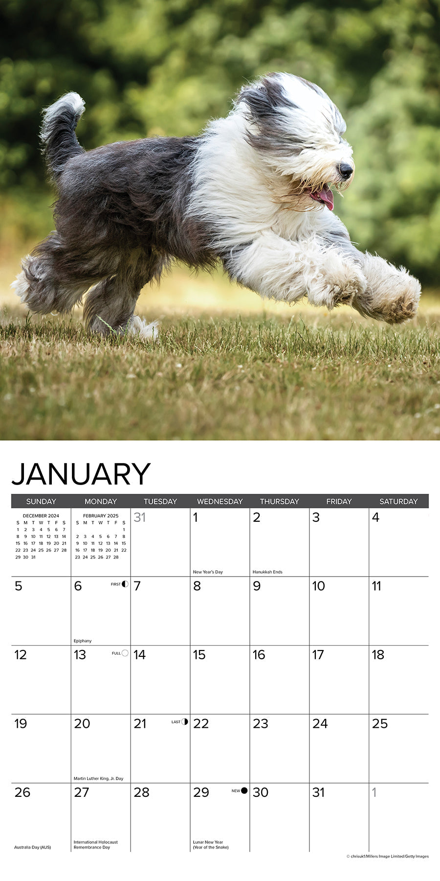 2025 Old English Sheepdogs - Square Wall Calendar