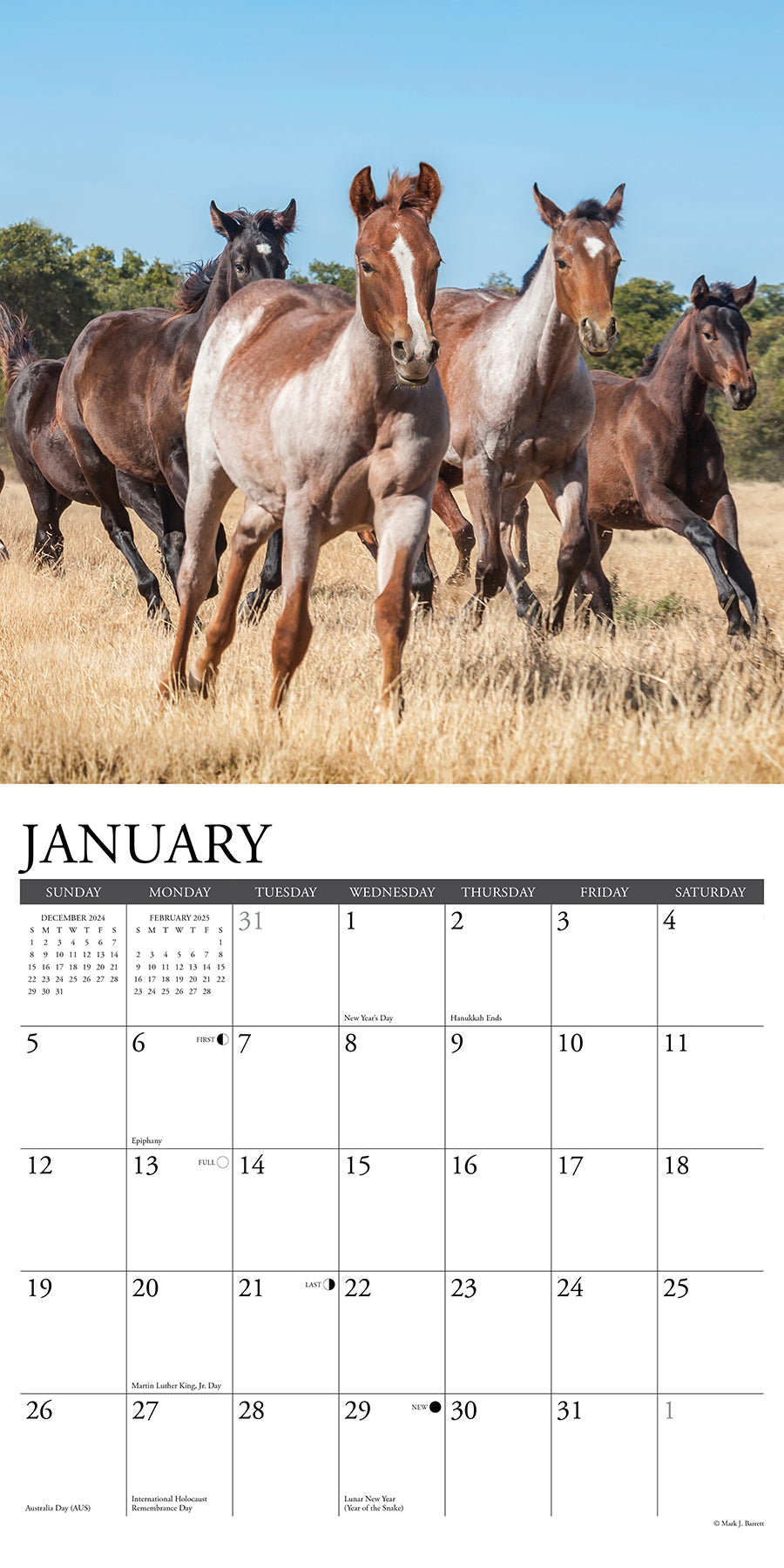 2025 American Quarter Horses - Square Wall Calendar