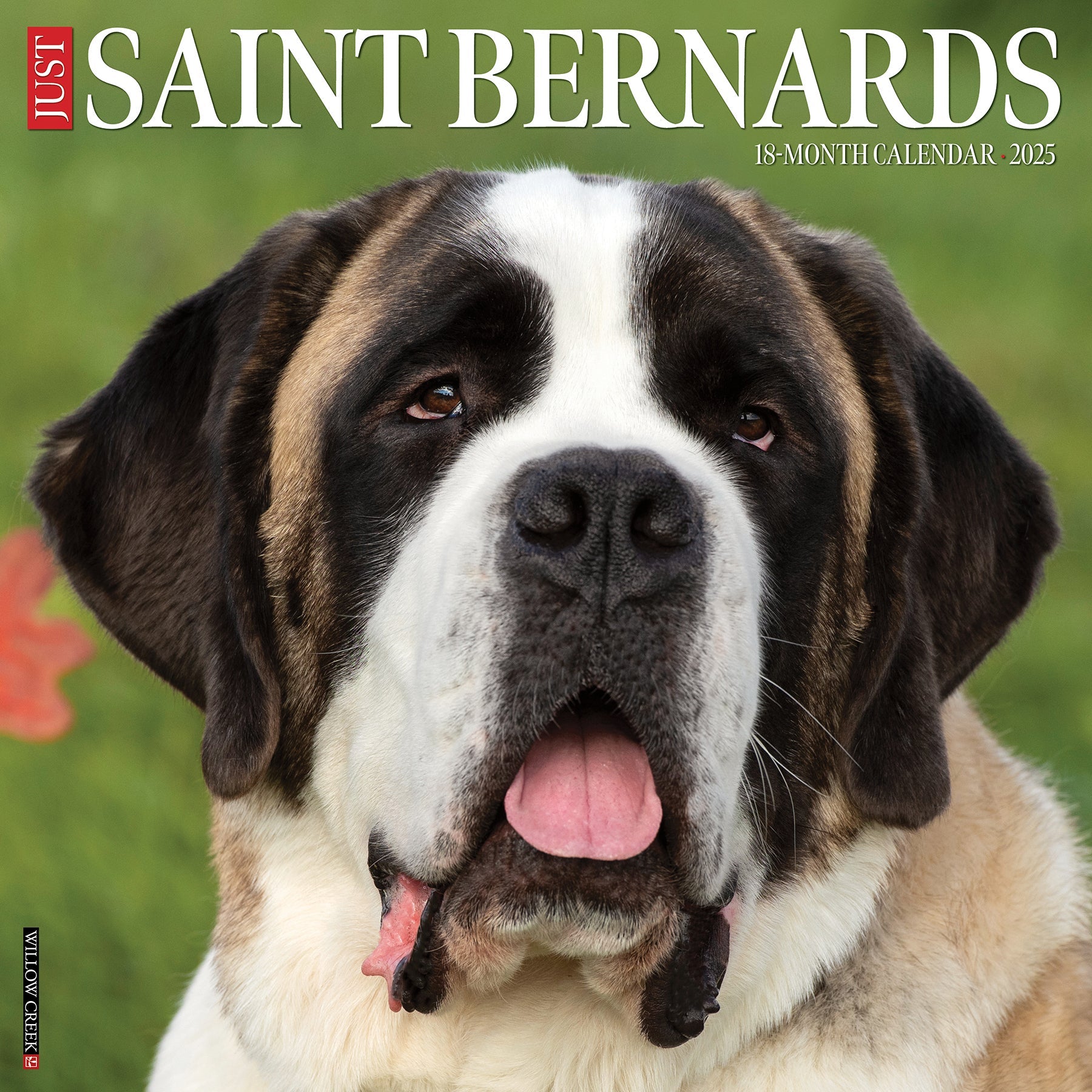 2025 Saint Bernards - Square Wall Calendar