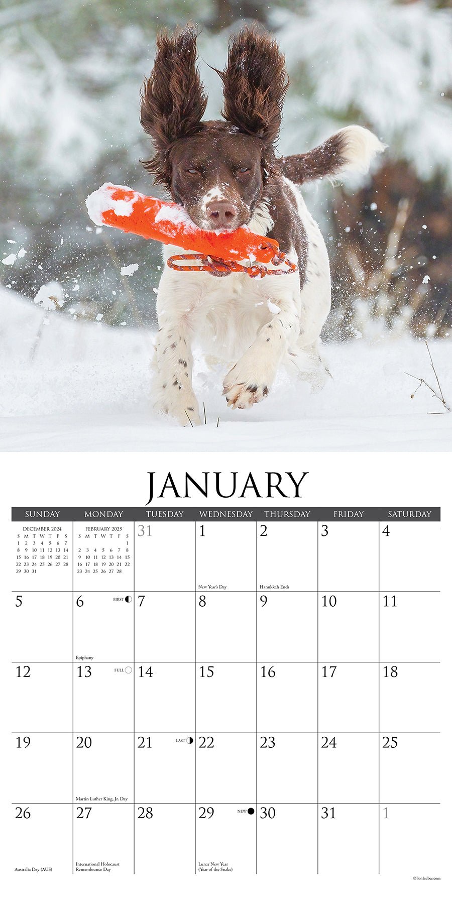 2025 Sporting Dogs - Square Wall Calendar