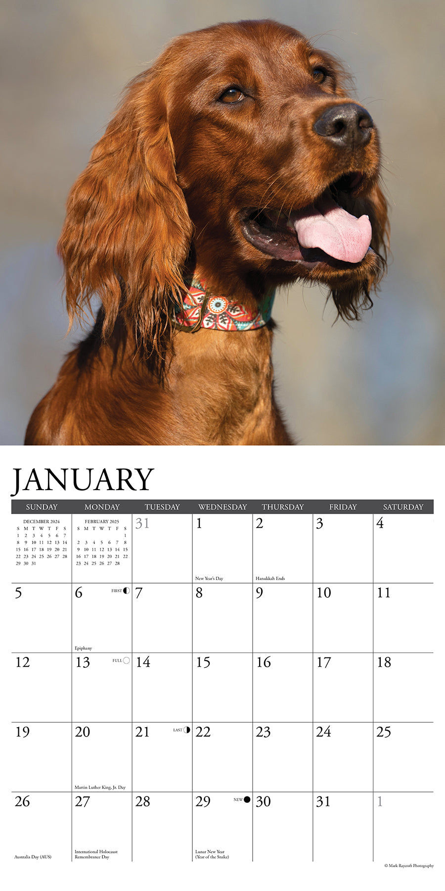 2025 Irish Setters - Square Wall Calendar