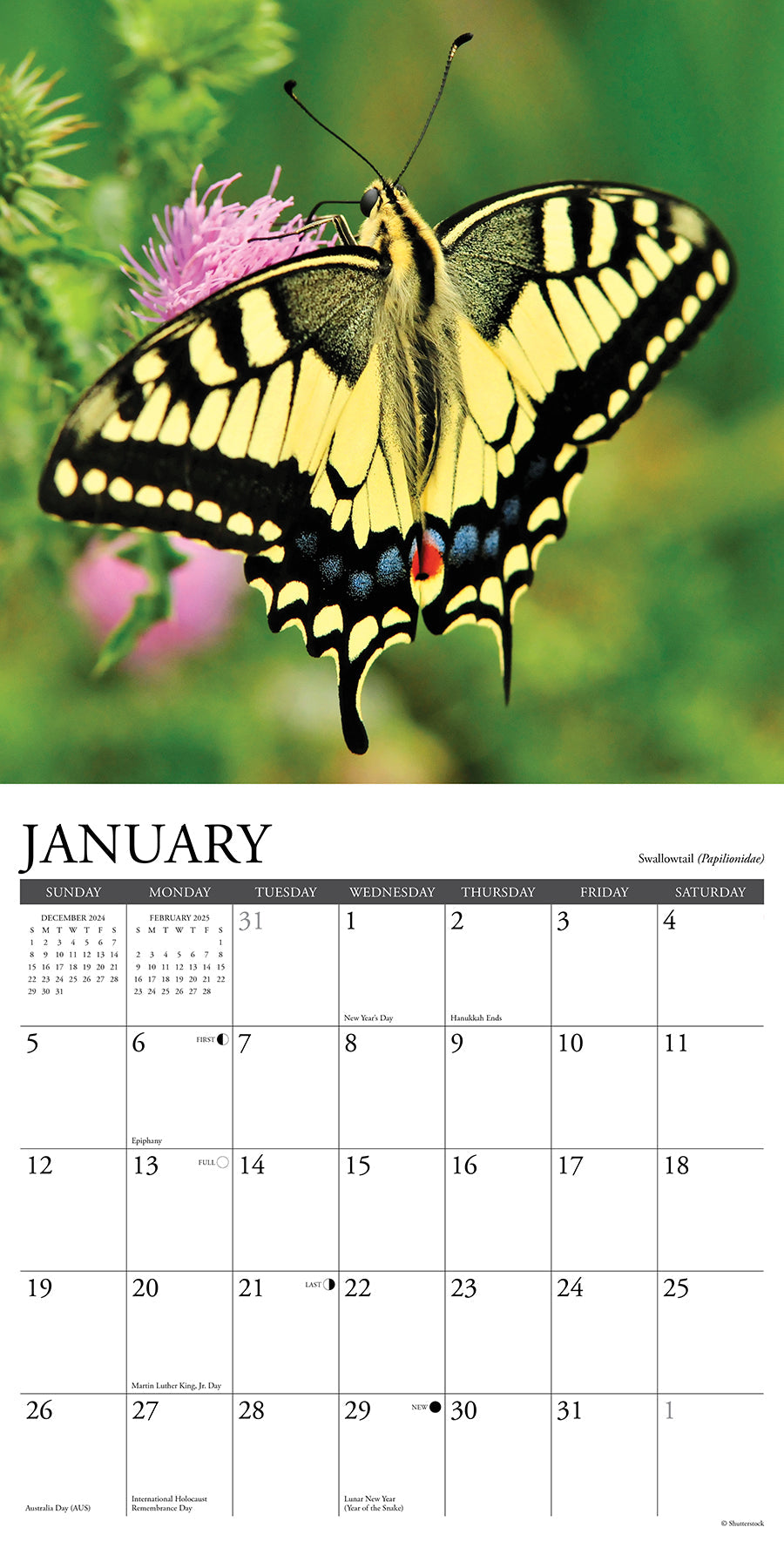 2025 Butterflies - Square Wall Calendar