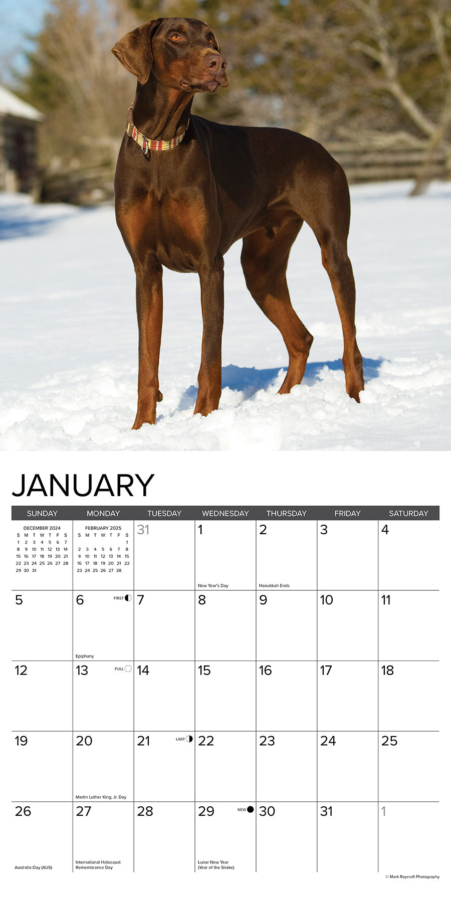 2025 Doberman Pinschers - Square Wall Calendar