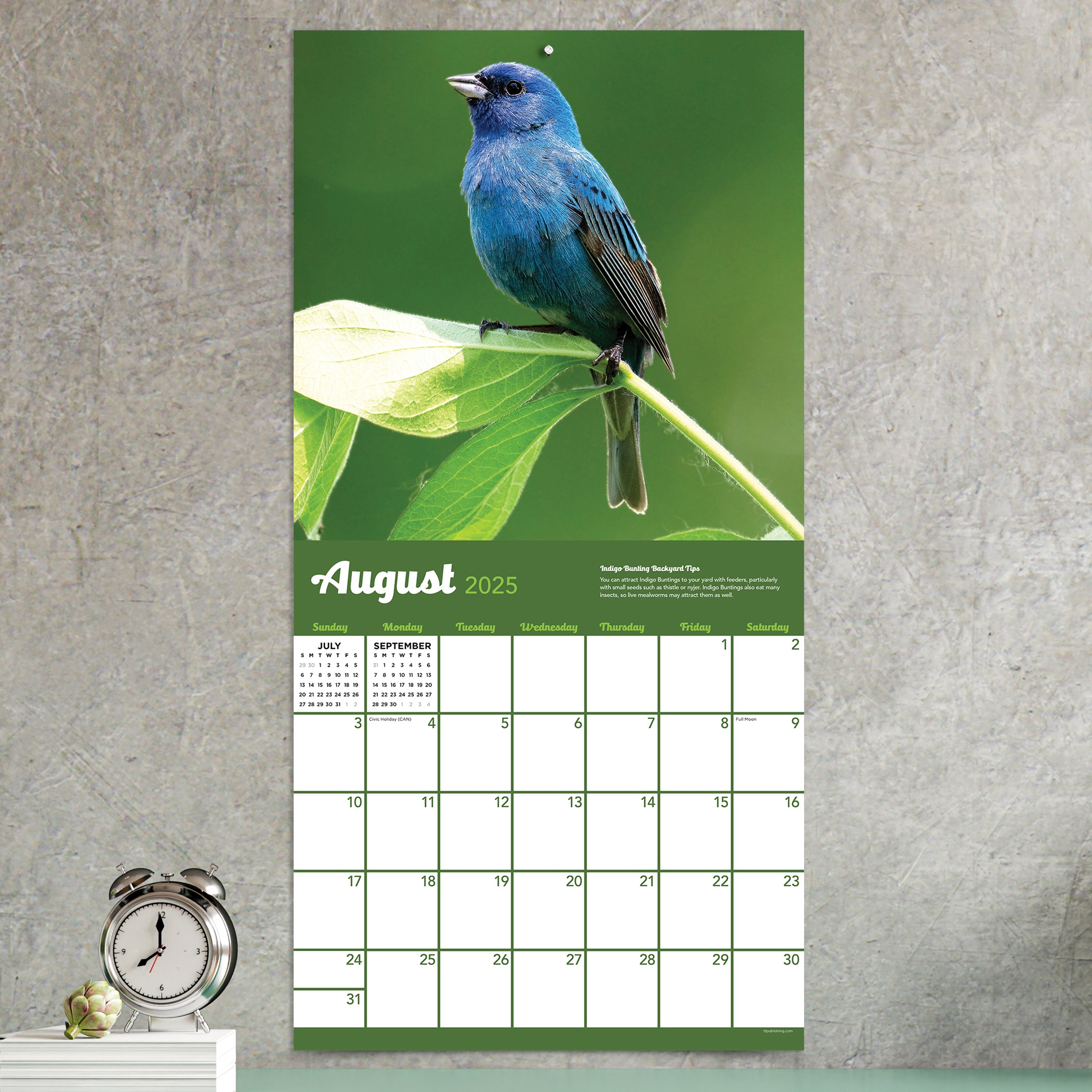 2025 Backyard Birds - Square Wall Calendar