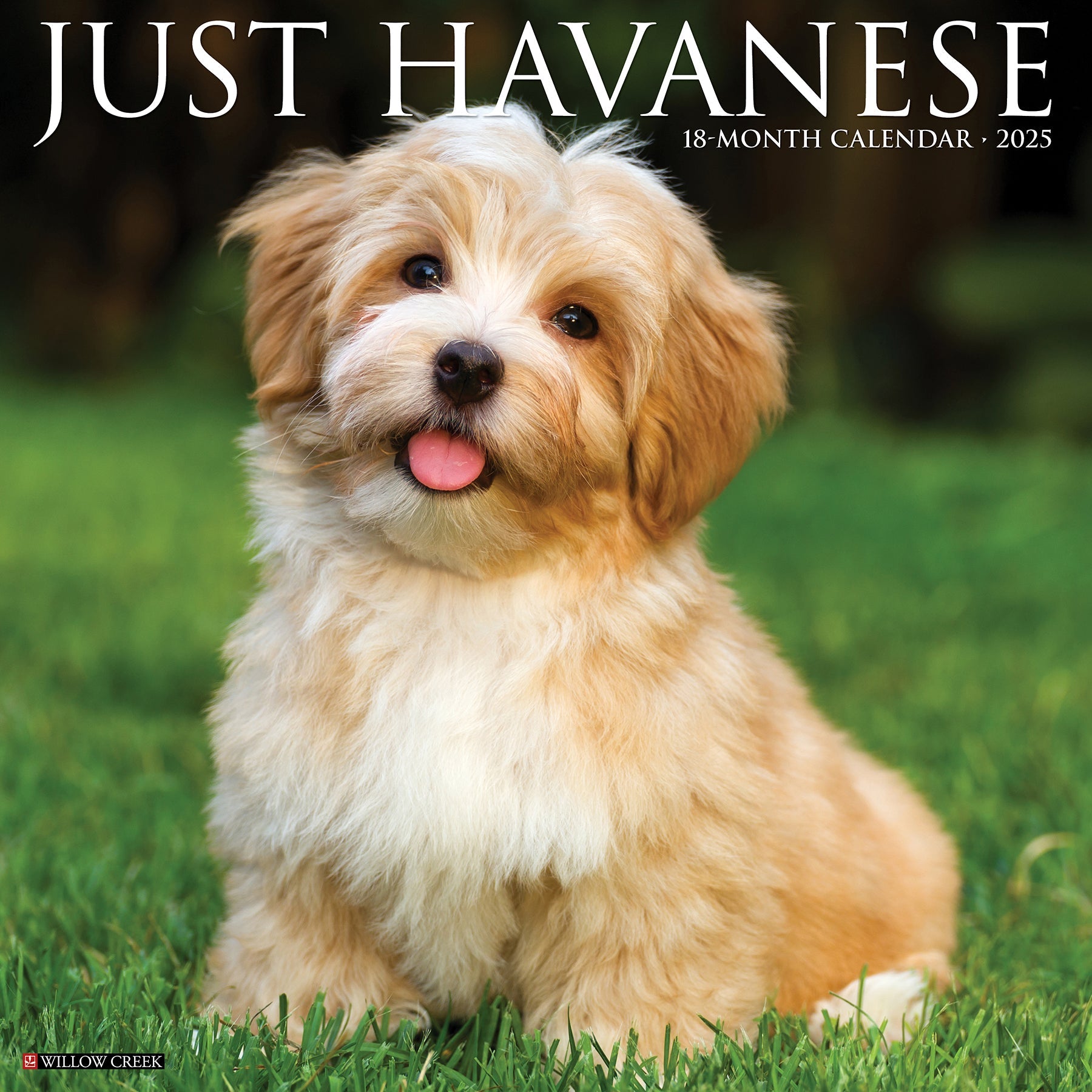 2025 Havanese - Square Wall Calendar