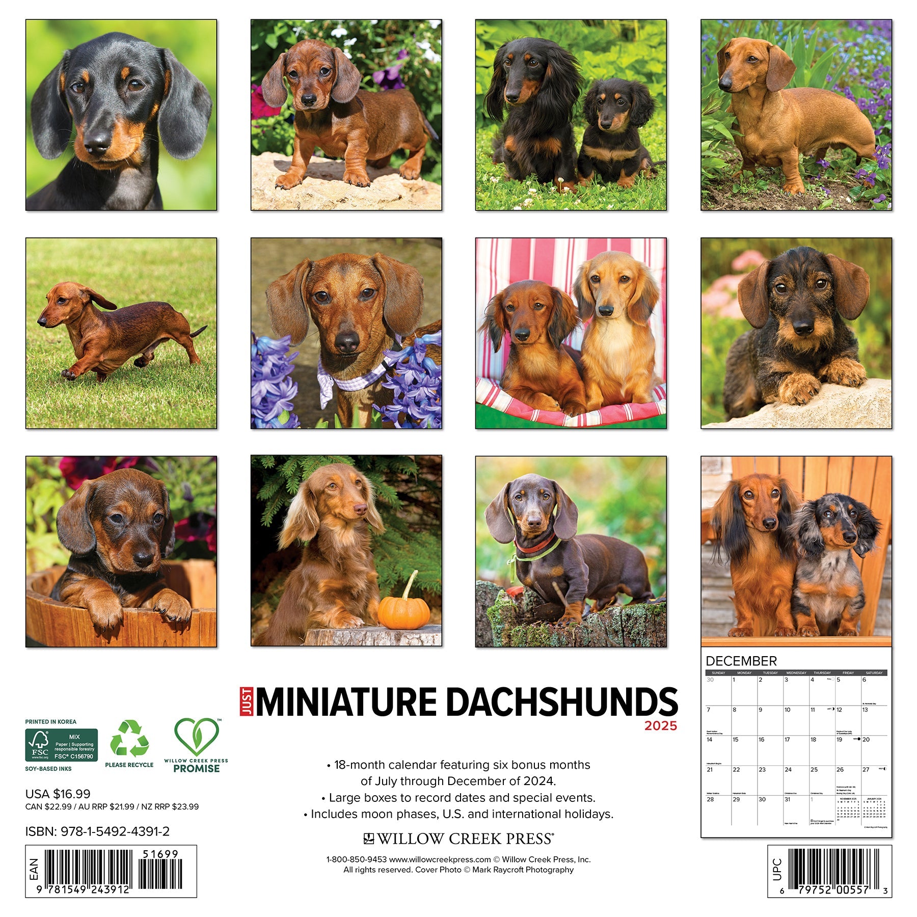 2025 Miniature Dachshunds - Square Wall Calendar