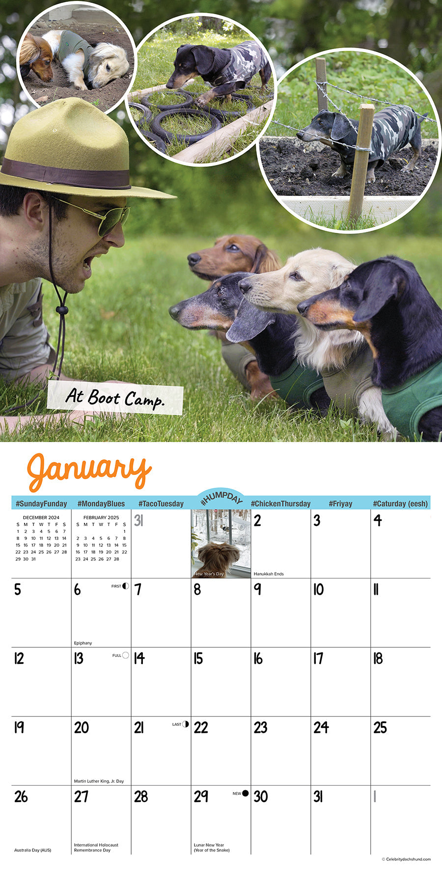 2025 Crusoe the Celebrity Dachshund - Square Wall Calendar