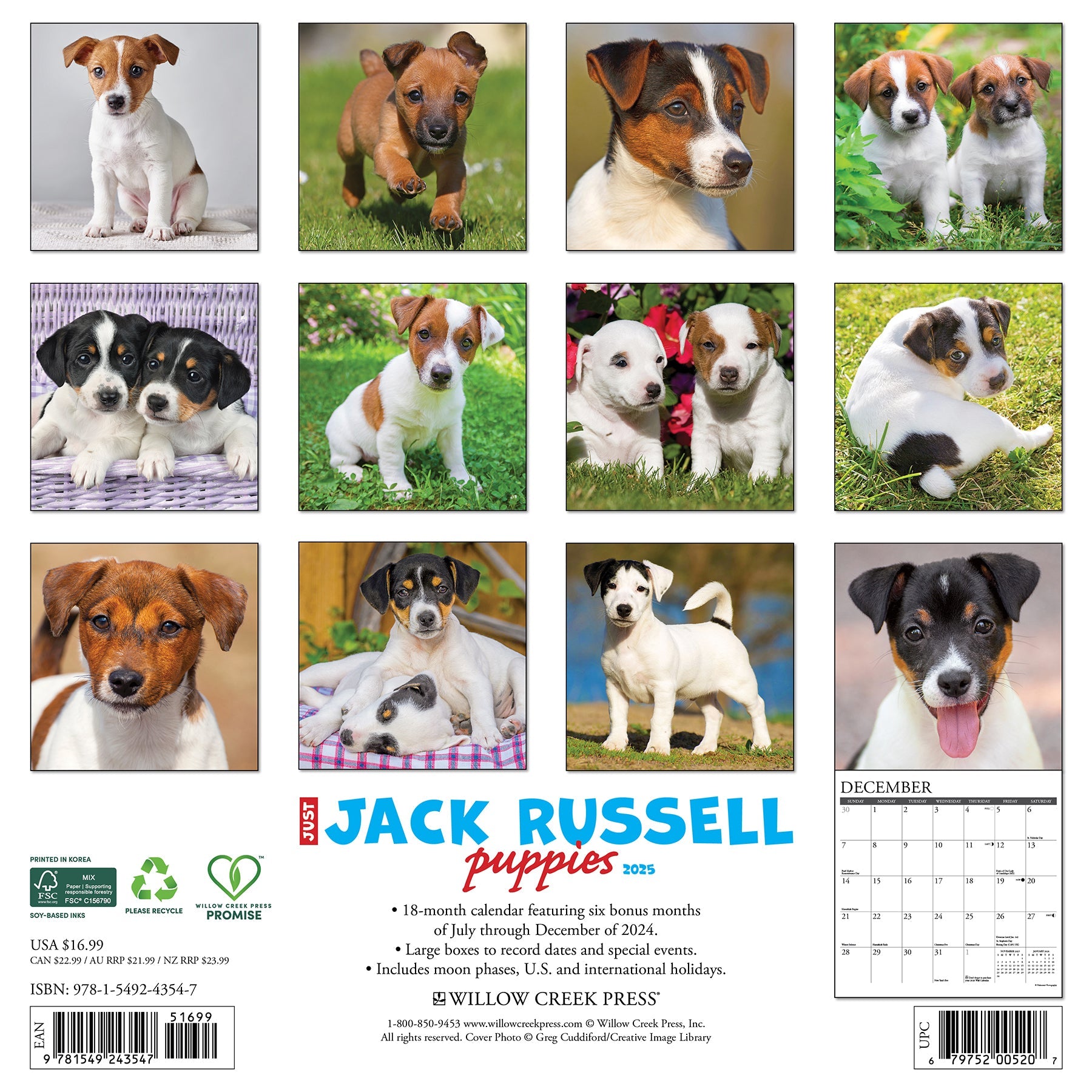 2025 Jack Russell Puppies - Square Wall Calendar