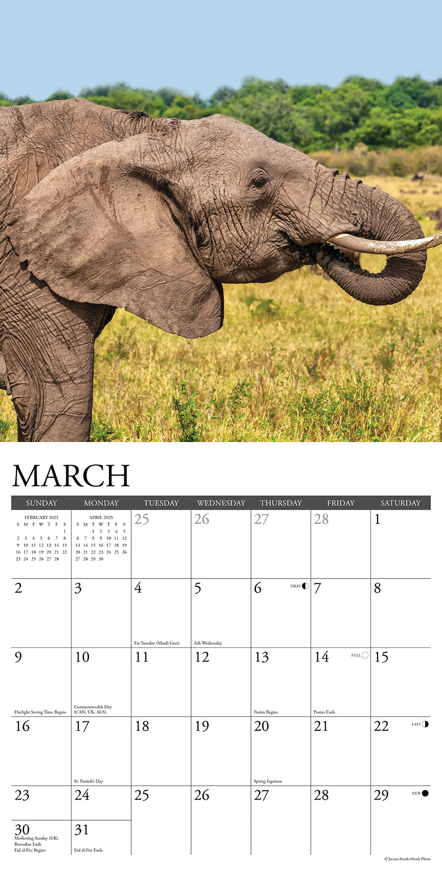 2025 Elephants - Square Wall Calendar