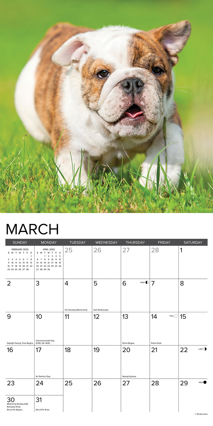 2025 Bulldog Puppies - Square Wall Calendar
