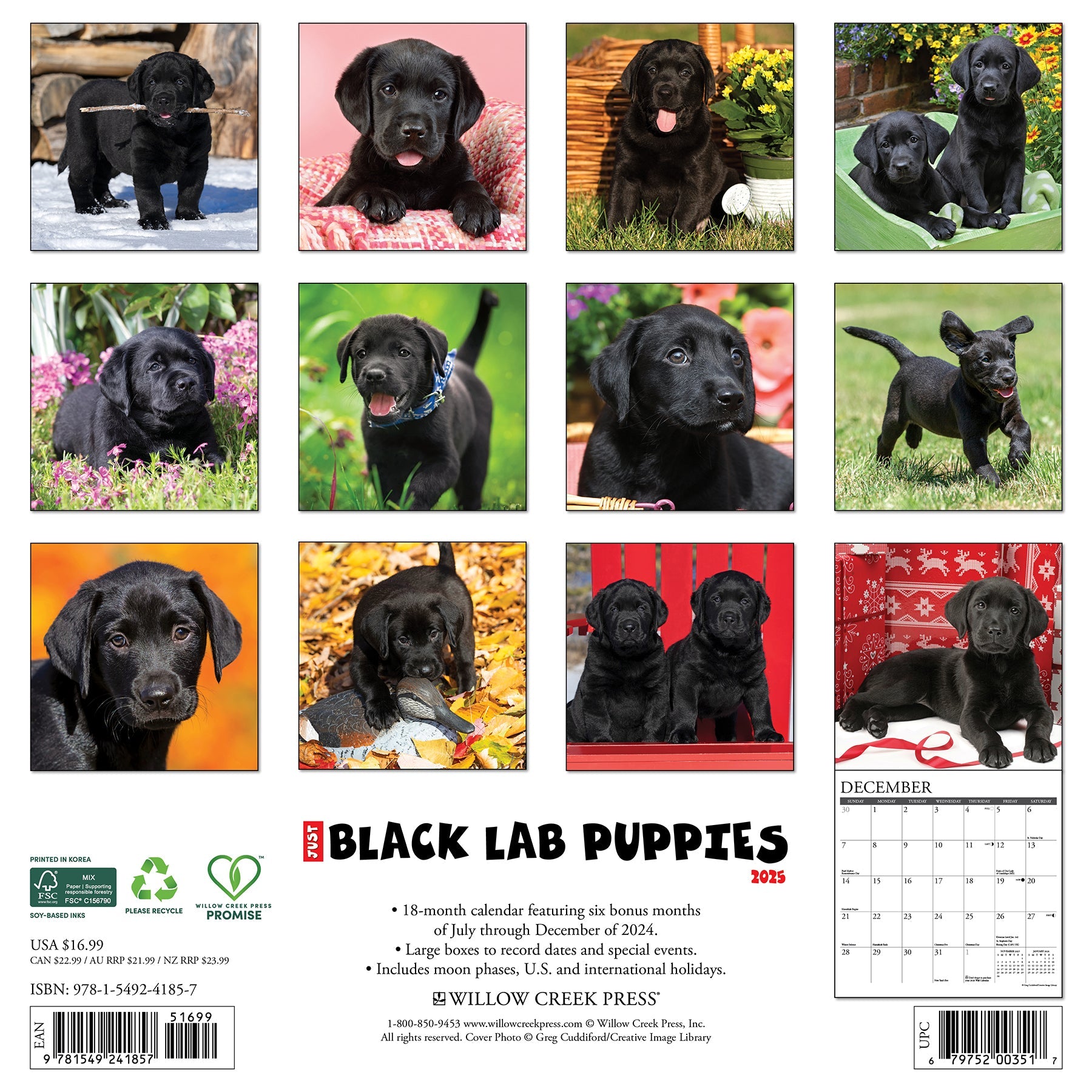 2025 Black Lab Puppies - Square Wall Calendar