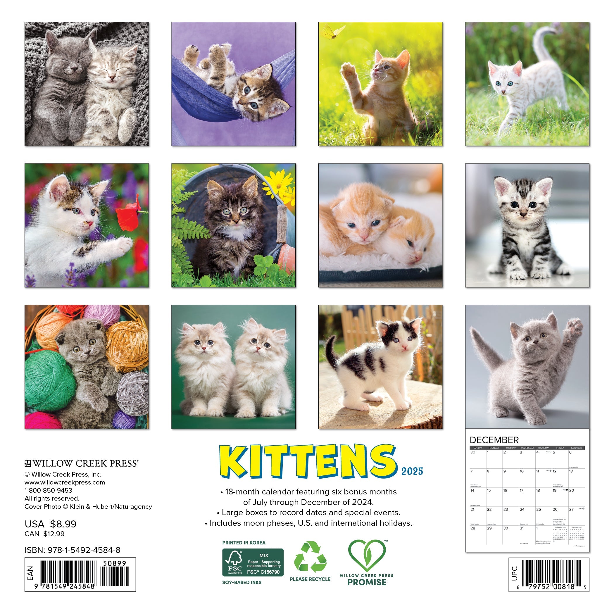 2025 Kittens - Mini Wall Calendar