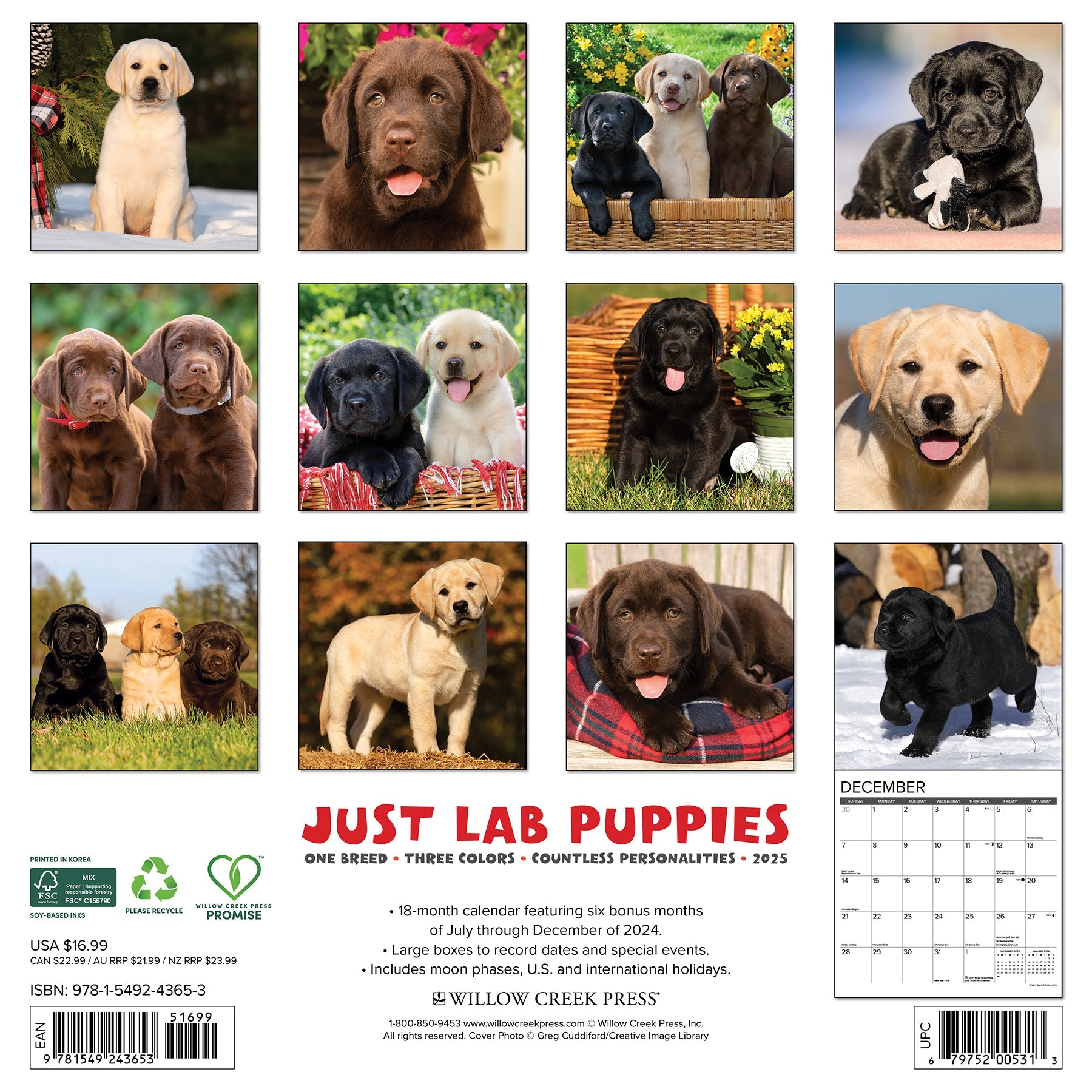 2025 Lab Puppies - Square Wall Calendar
