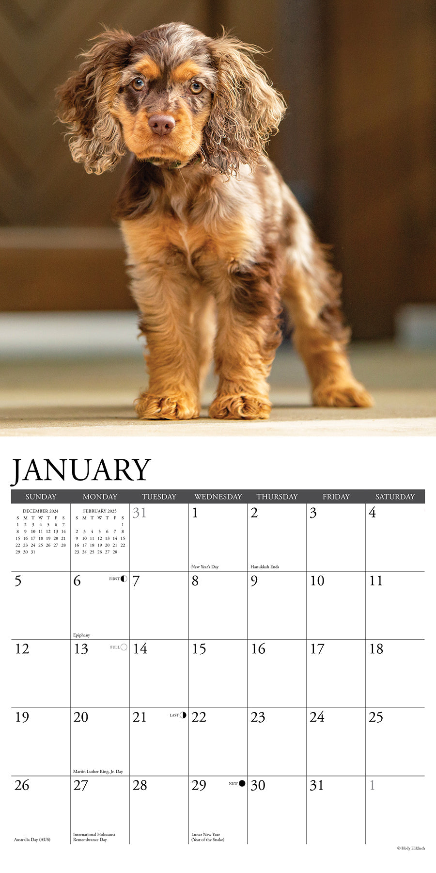 2025 Cocker Spaniels - Square Wall Calendar