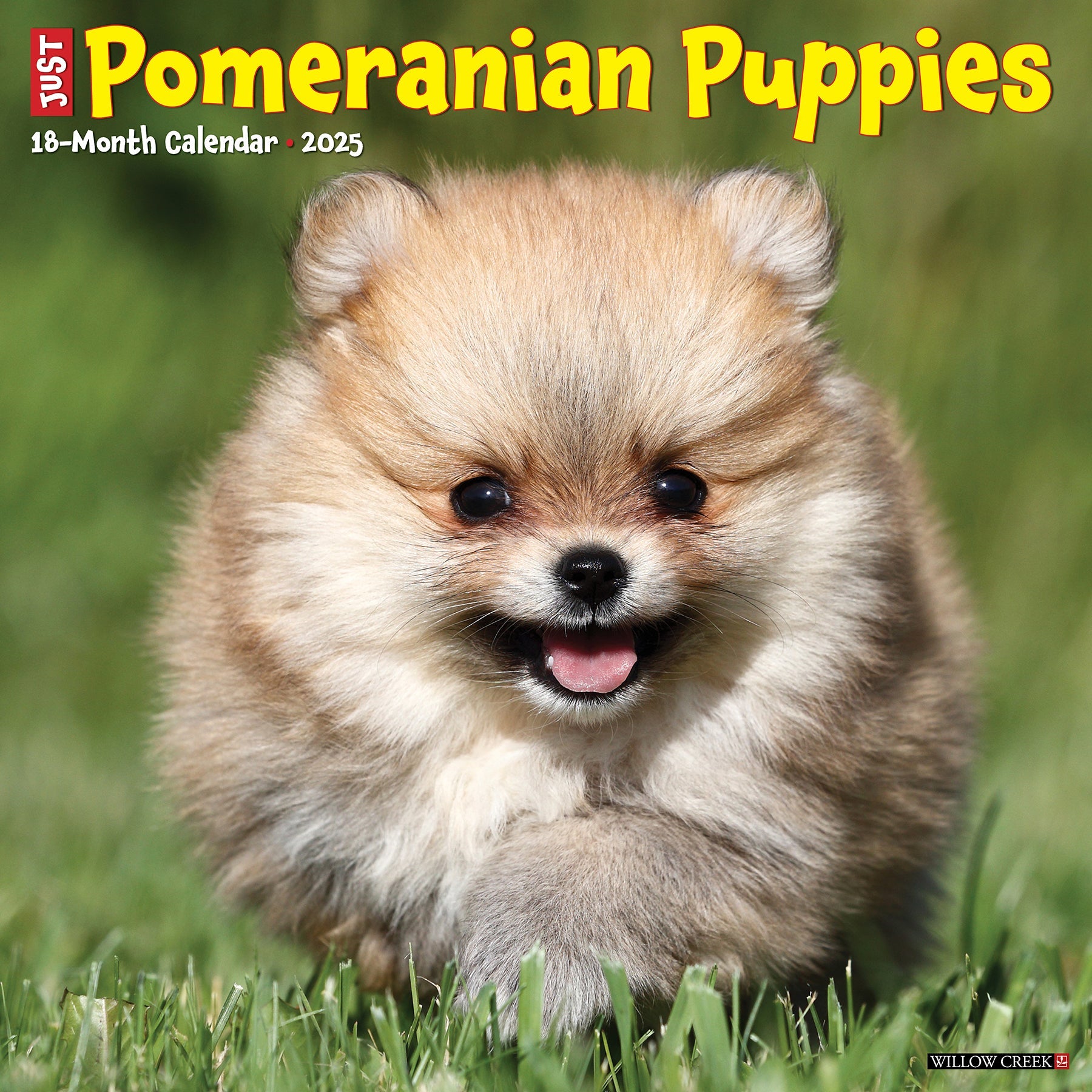 2025 Pomeranian Puppies - Square Wall Calendar