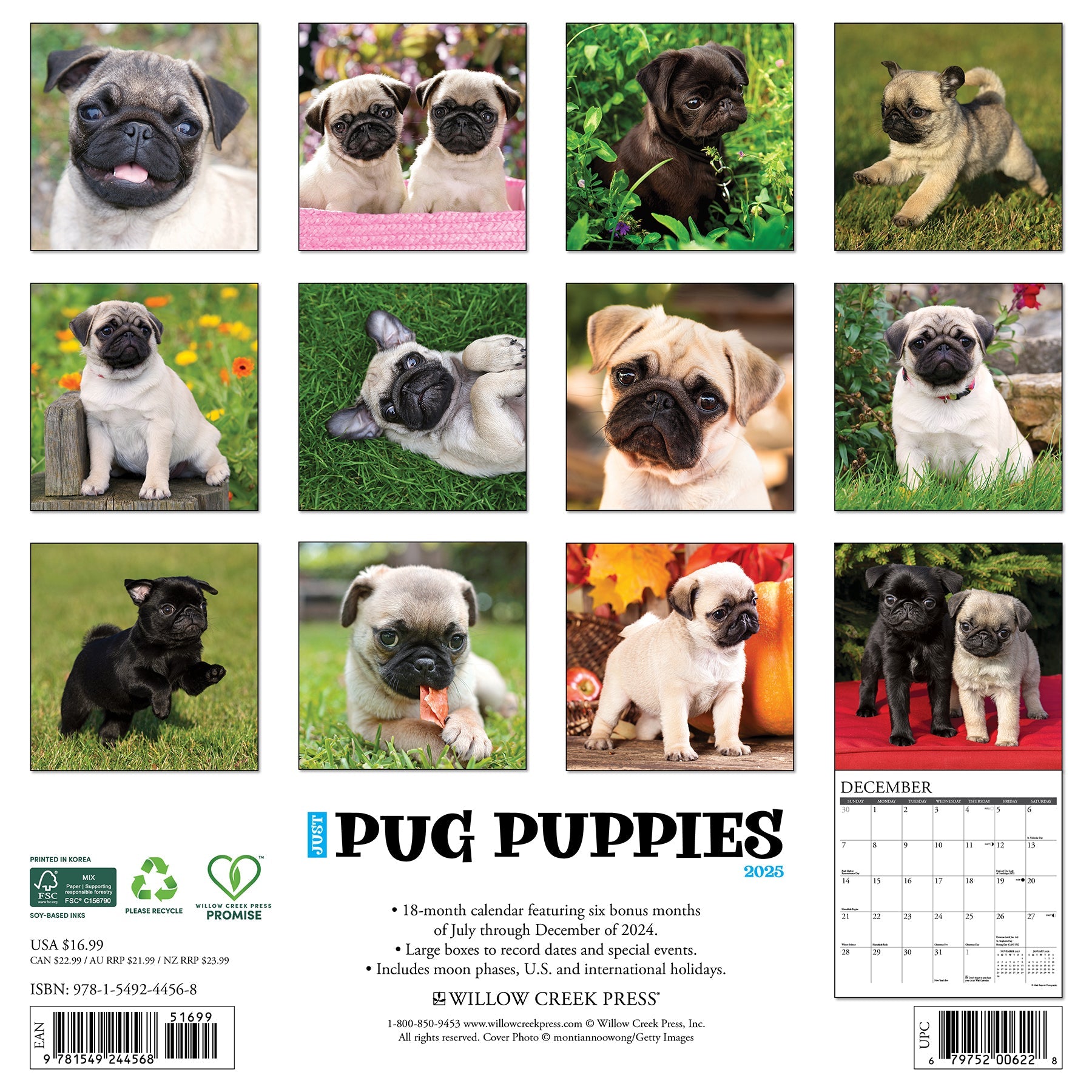 2025 Pug Puppies - Square Wall Calendar