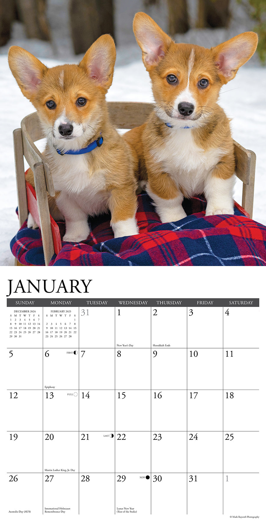 2025 Corgis - Square Wall Calendar