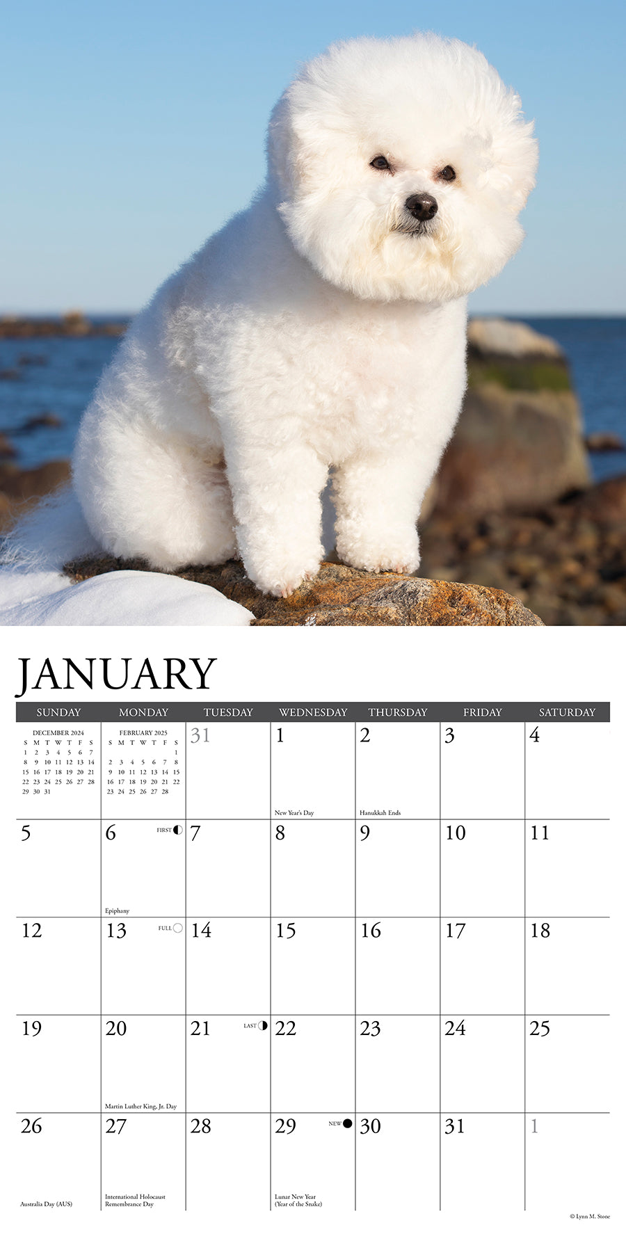 2025 Bichon Frises - Square Wall Calendar