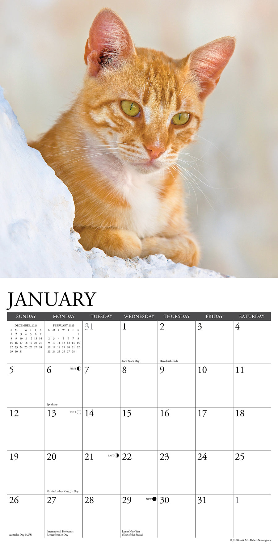 2025 Ginger Cats - Square Wall Calendar