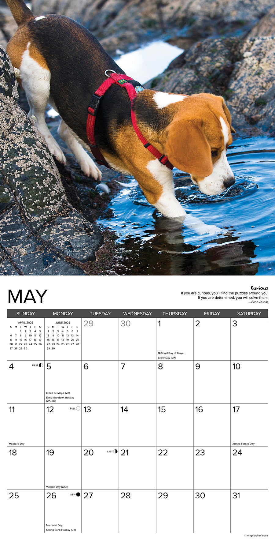 2025 Beagle Rules - Square Wall Calendar