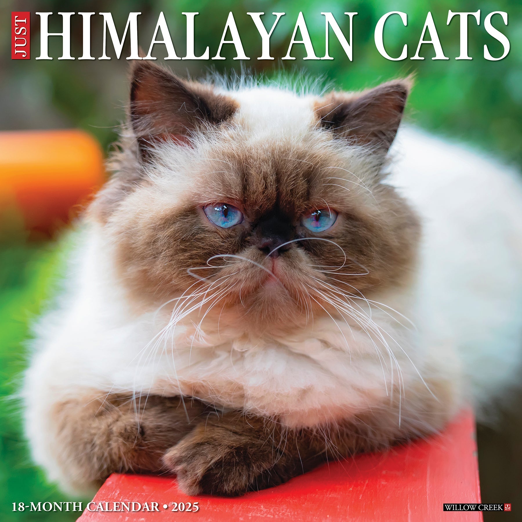 2025 Himalayan Cats - Square Wall Calendar