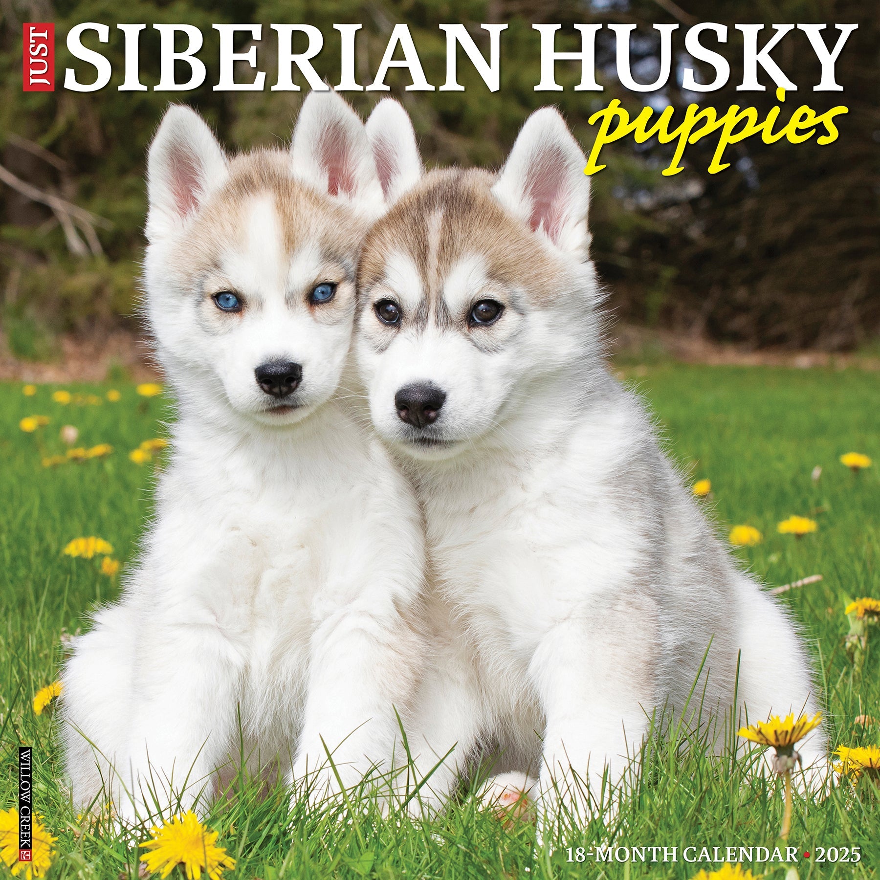 2025 Siberian Husky Puppies - Square Wall Calendar