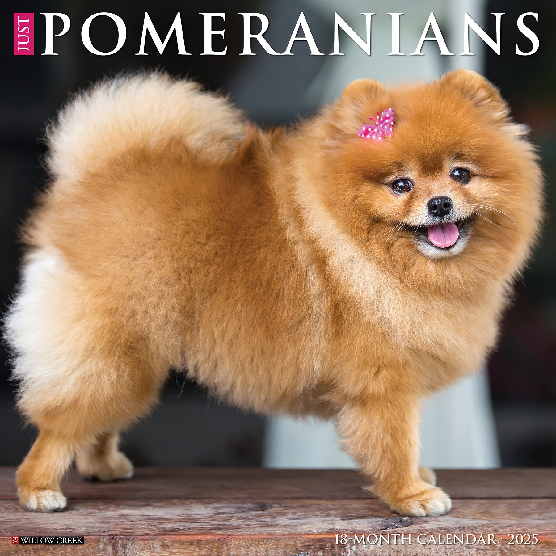 2025 Pomeranians - Square Wall Calendar