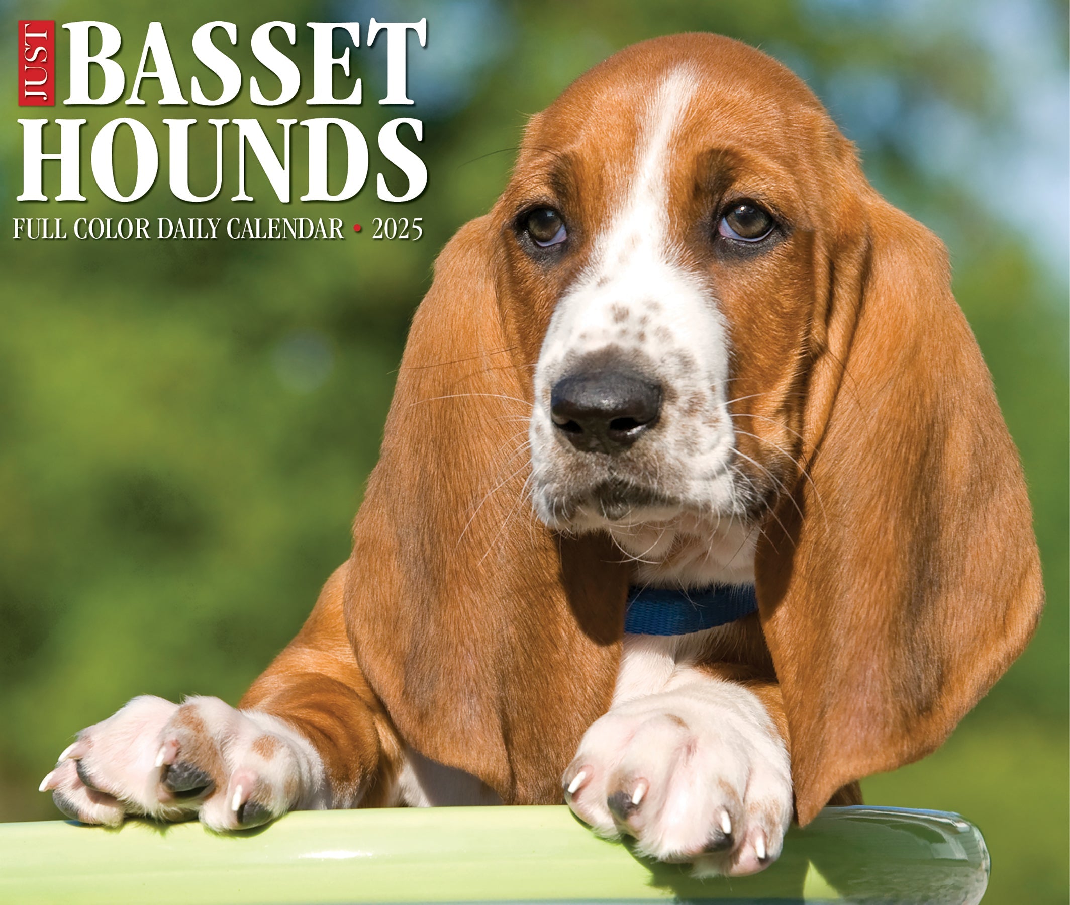 2025 Basset Hounds - Daily Boxed Page-A-Day Calendar