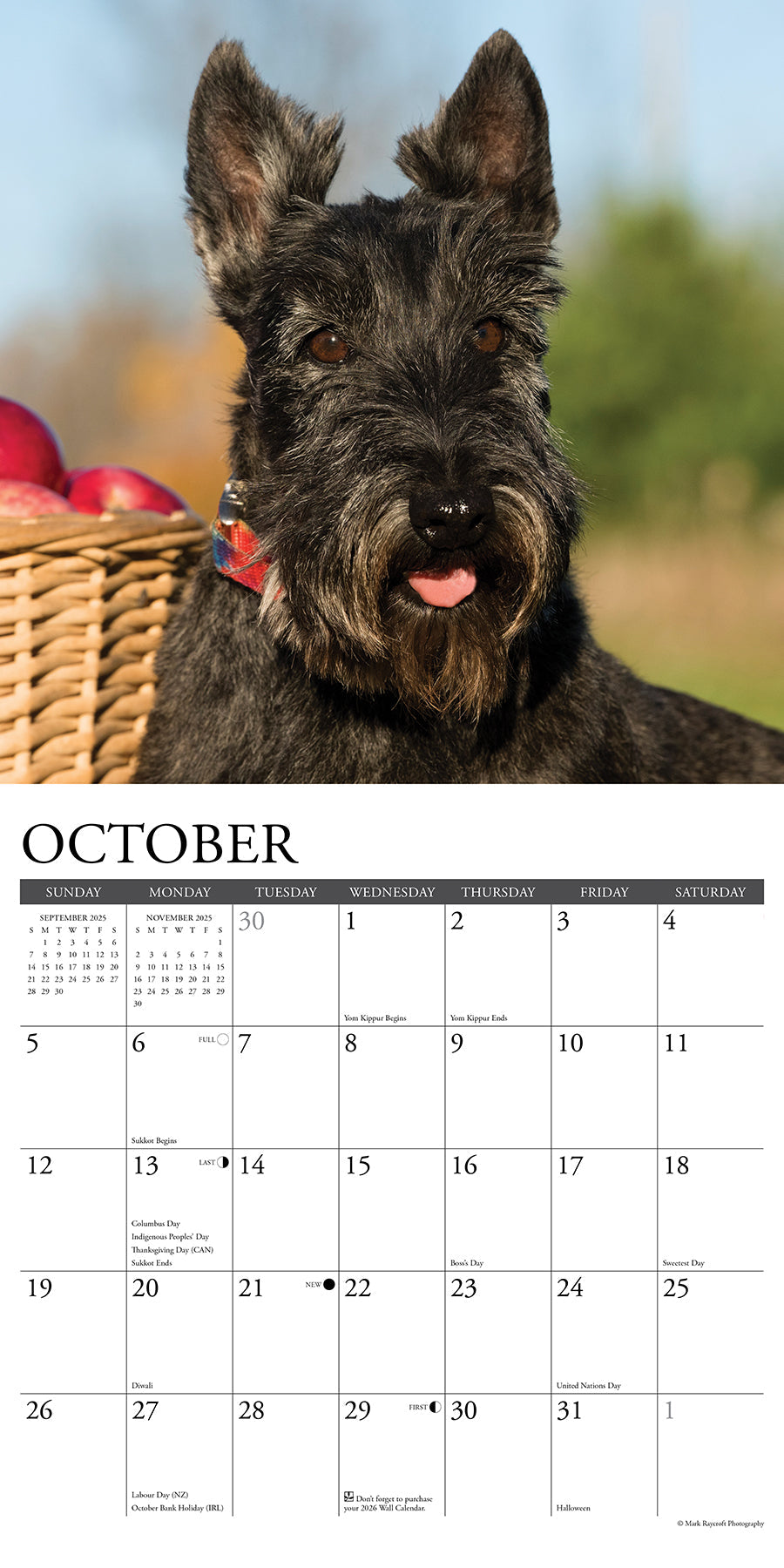 2025 Scotties - Square Wall Calendar