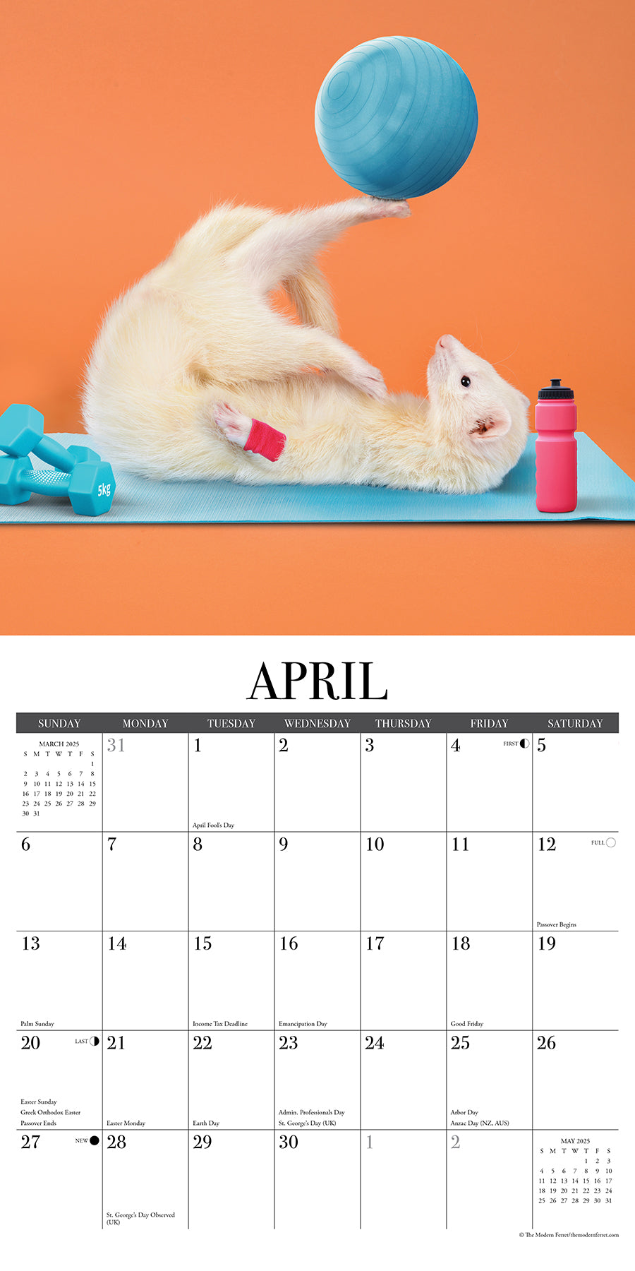 2025 Modern Ferret (The) - Square Wall Calendar