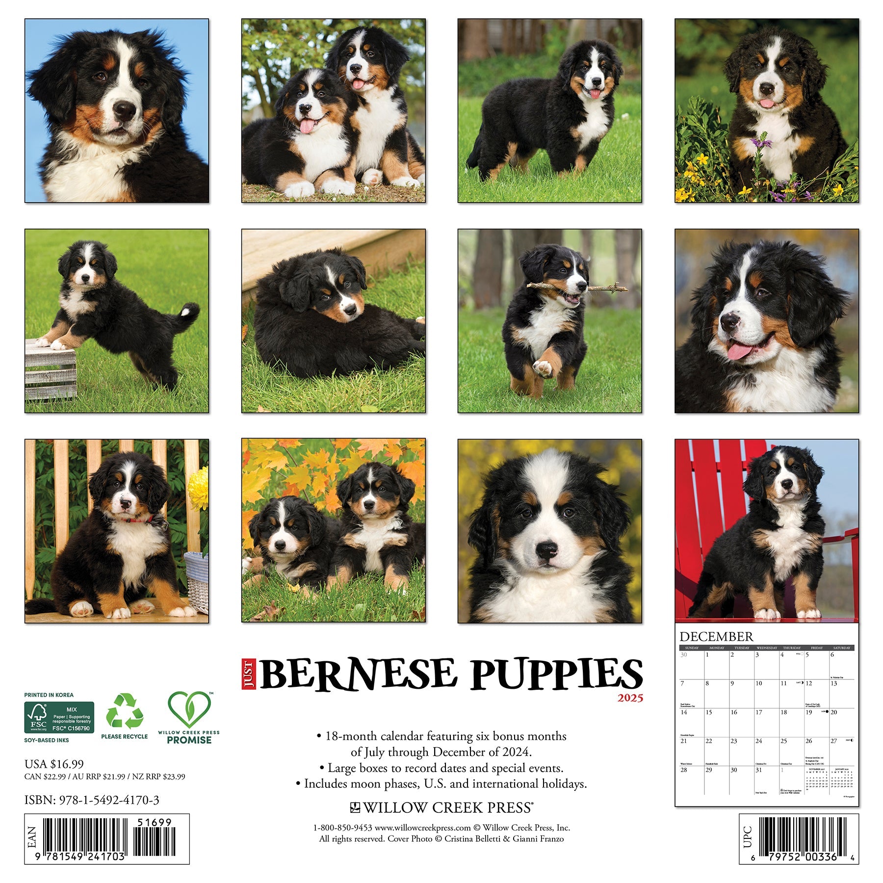 2025 Bernese Mountain Puppies - Square Wall Calendar