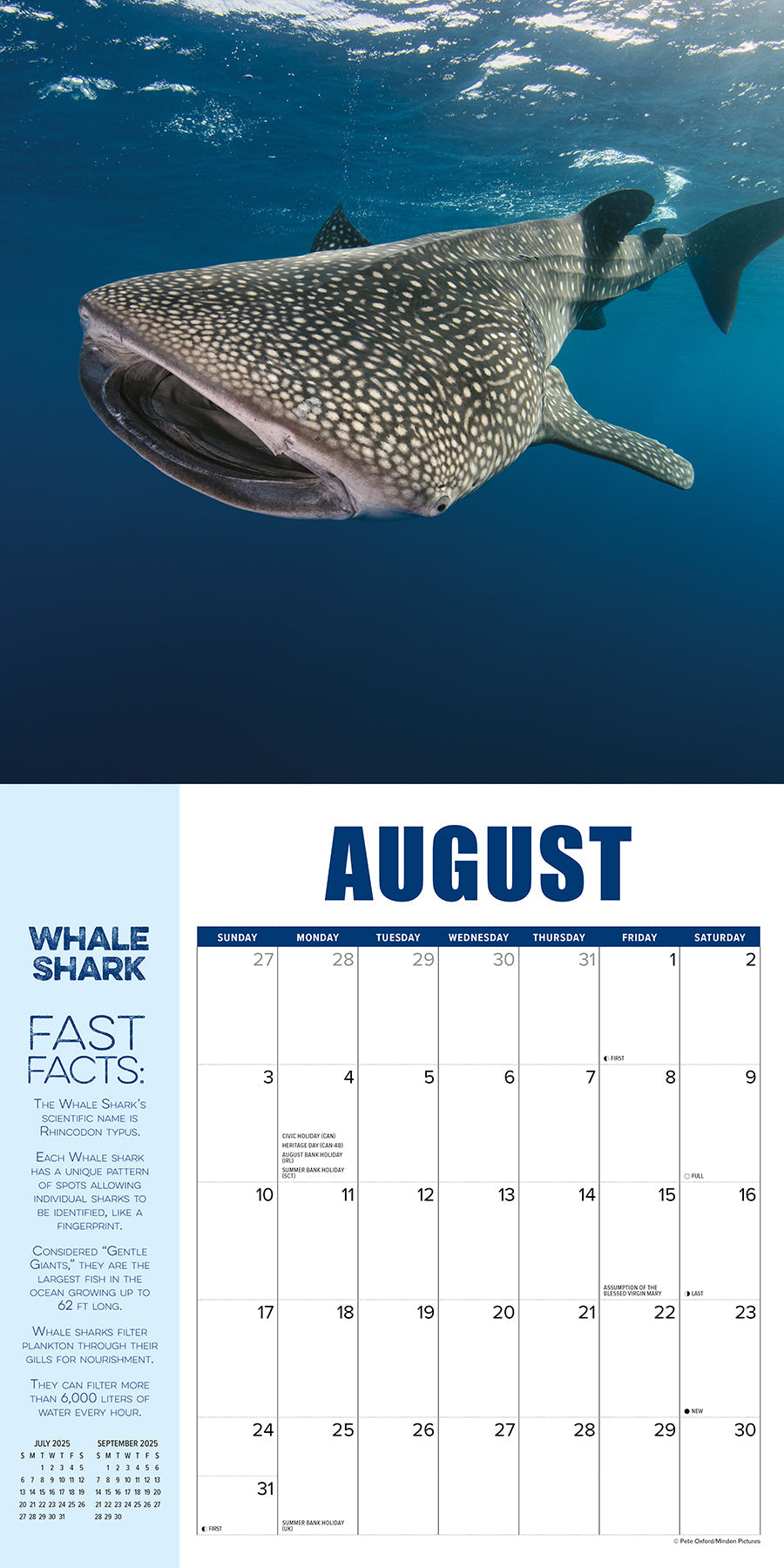 2025 Shark Year - Square Wall Calendar