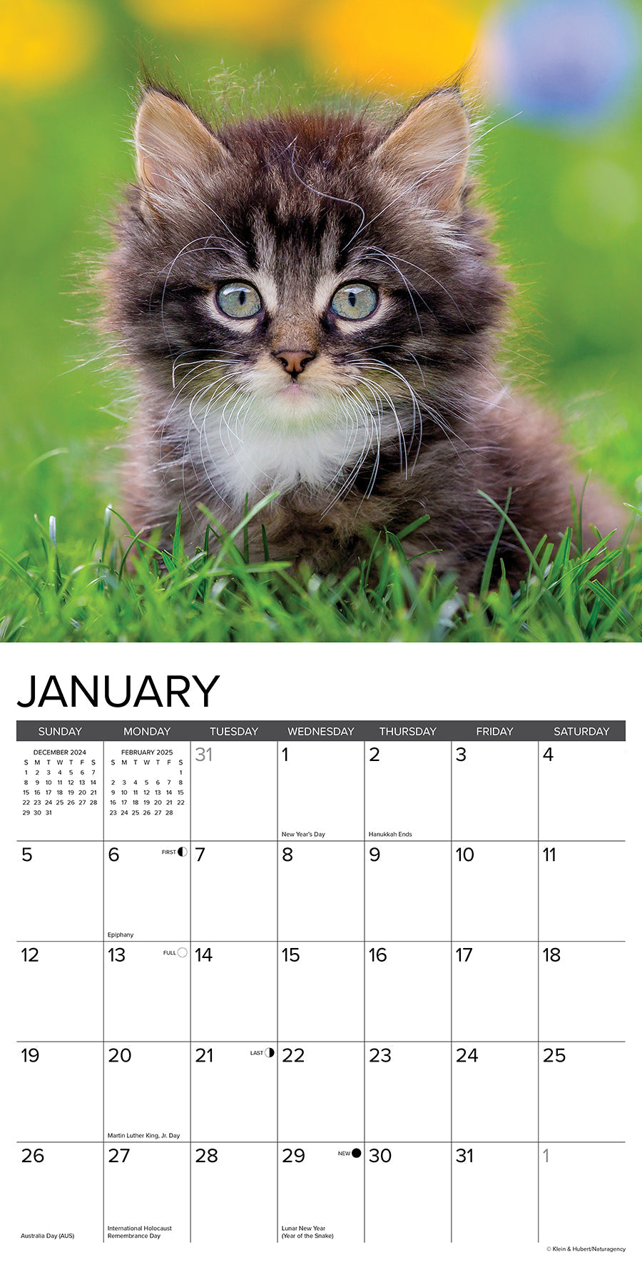 2025 Kittens - Square Wall Calendar