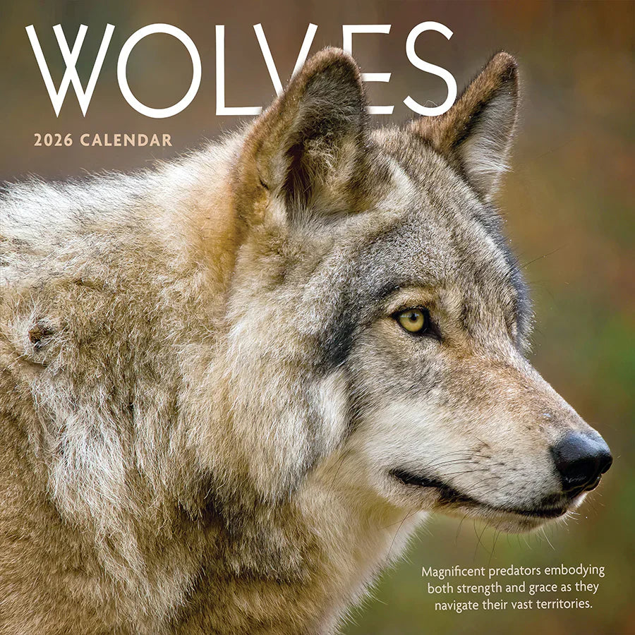 2026 Wolves - Square Wall Calendar