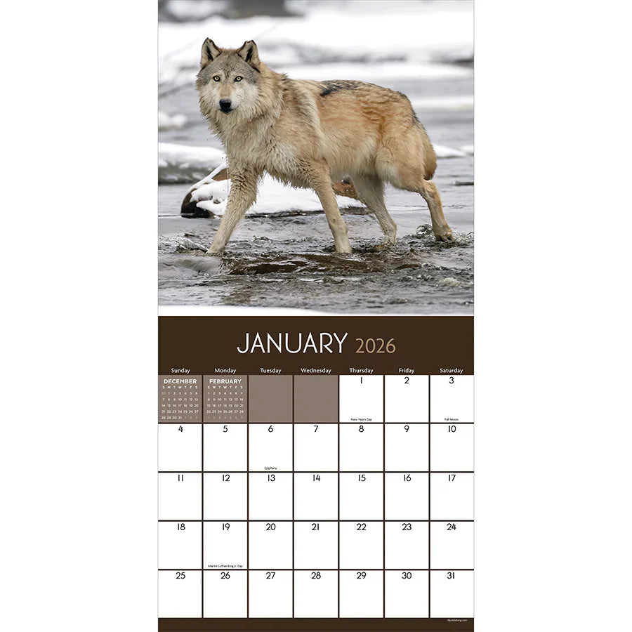 2026 Wolves - Square Wall Calendar