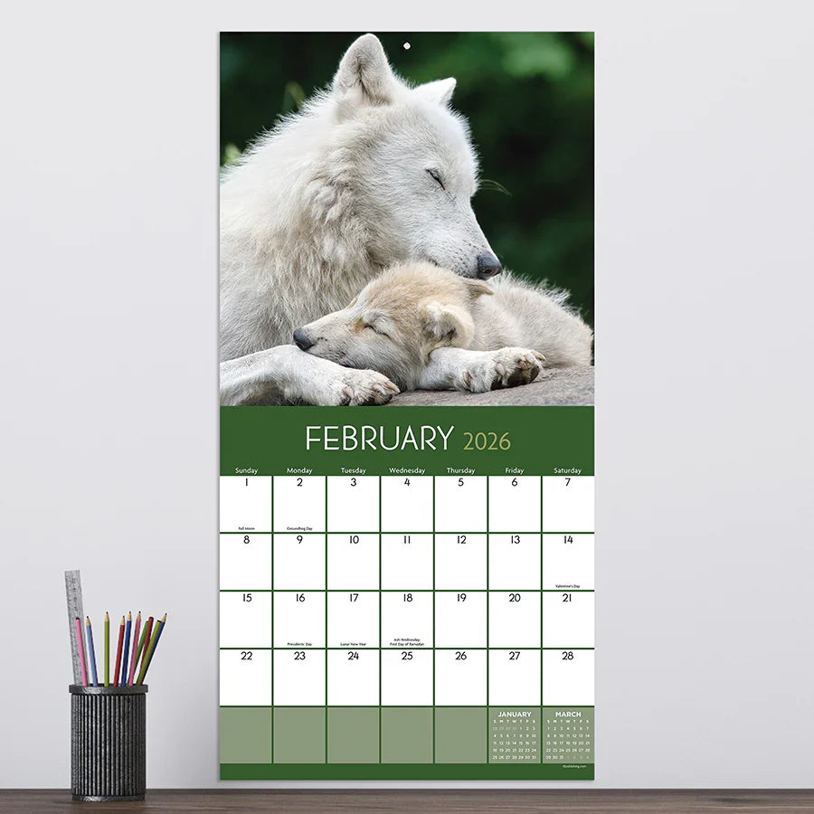 2026 Wolves - Square Wall Calendar