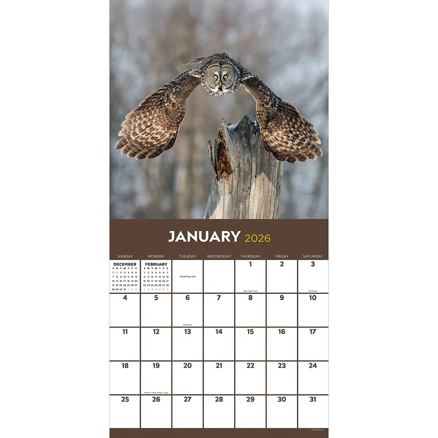 2026 Owls - Square Wall Calendar