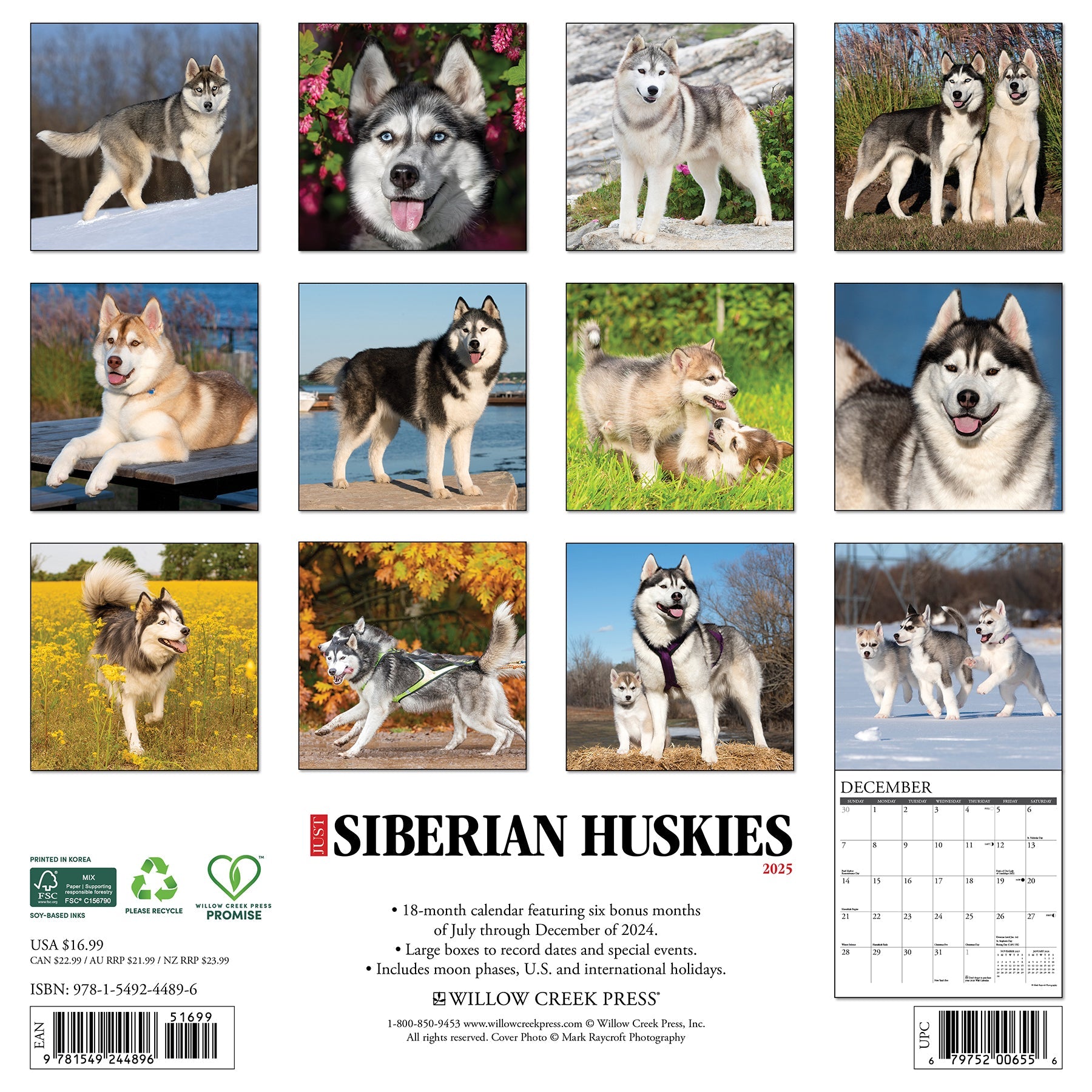 2025 Siberian Huskies - Square Wall Calendar