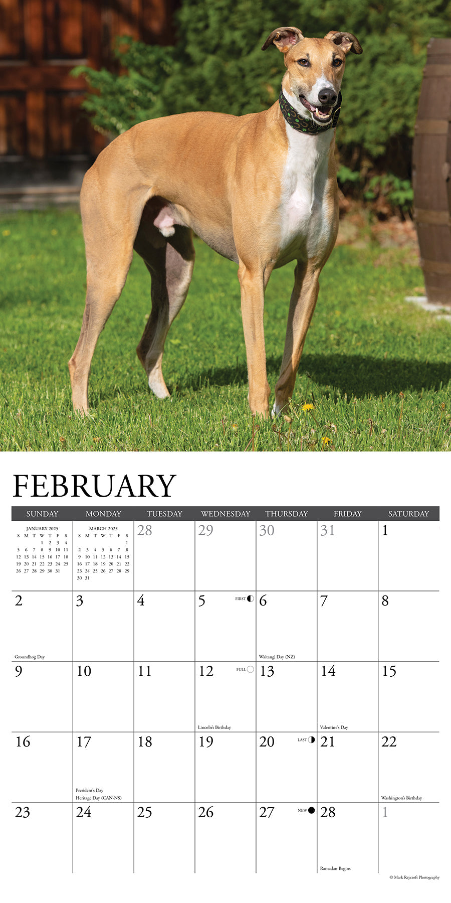 2025 Greyhounds - Square Wall Calendar